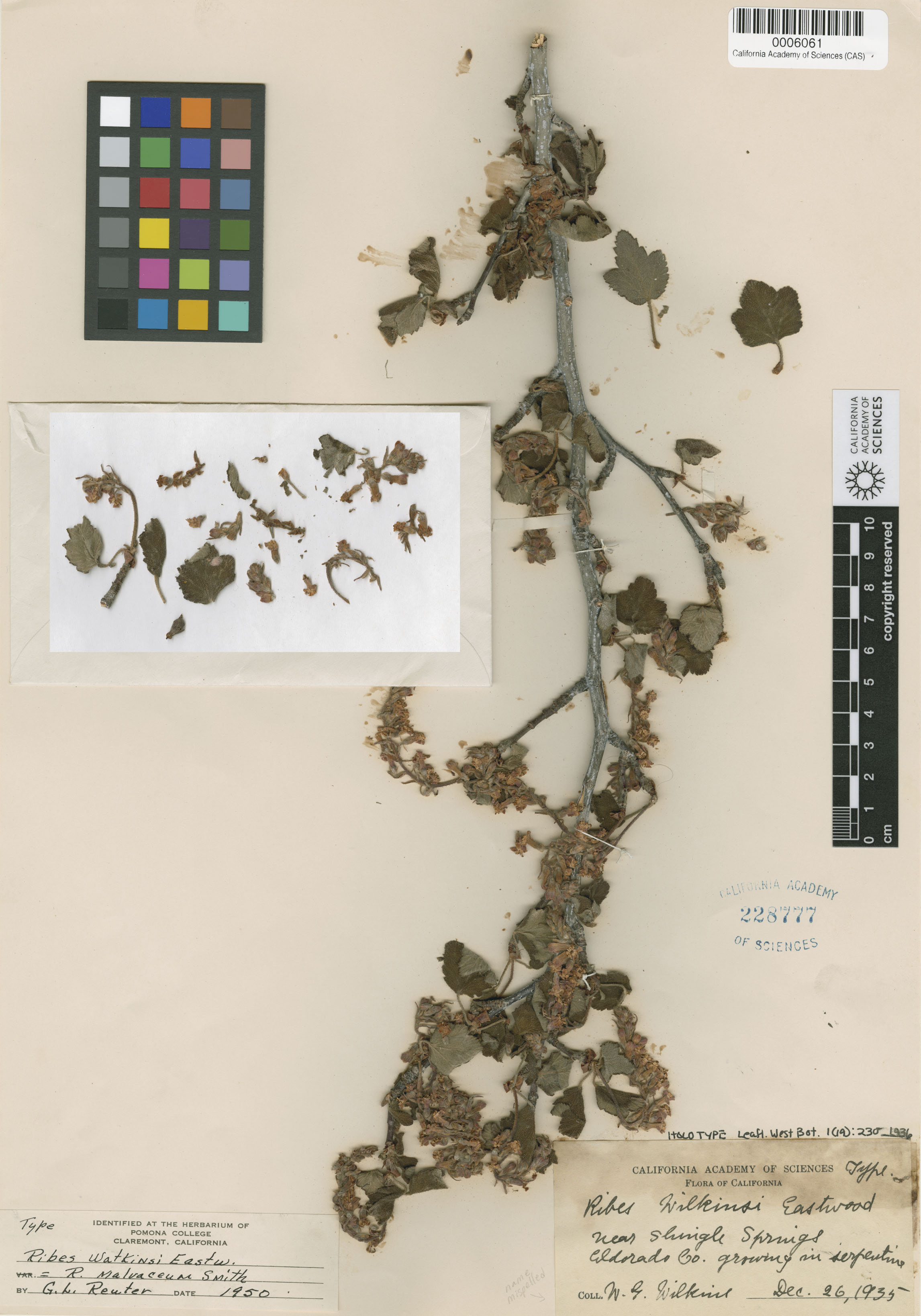 Ribes malvaceum image