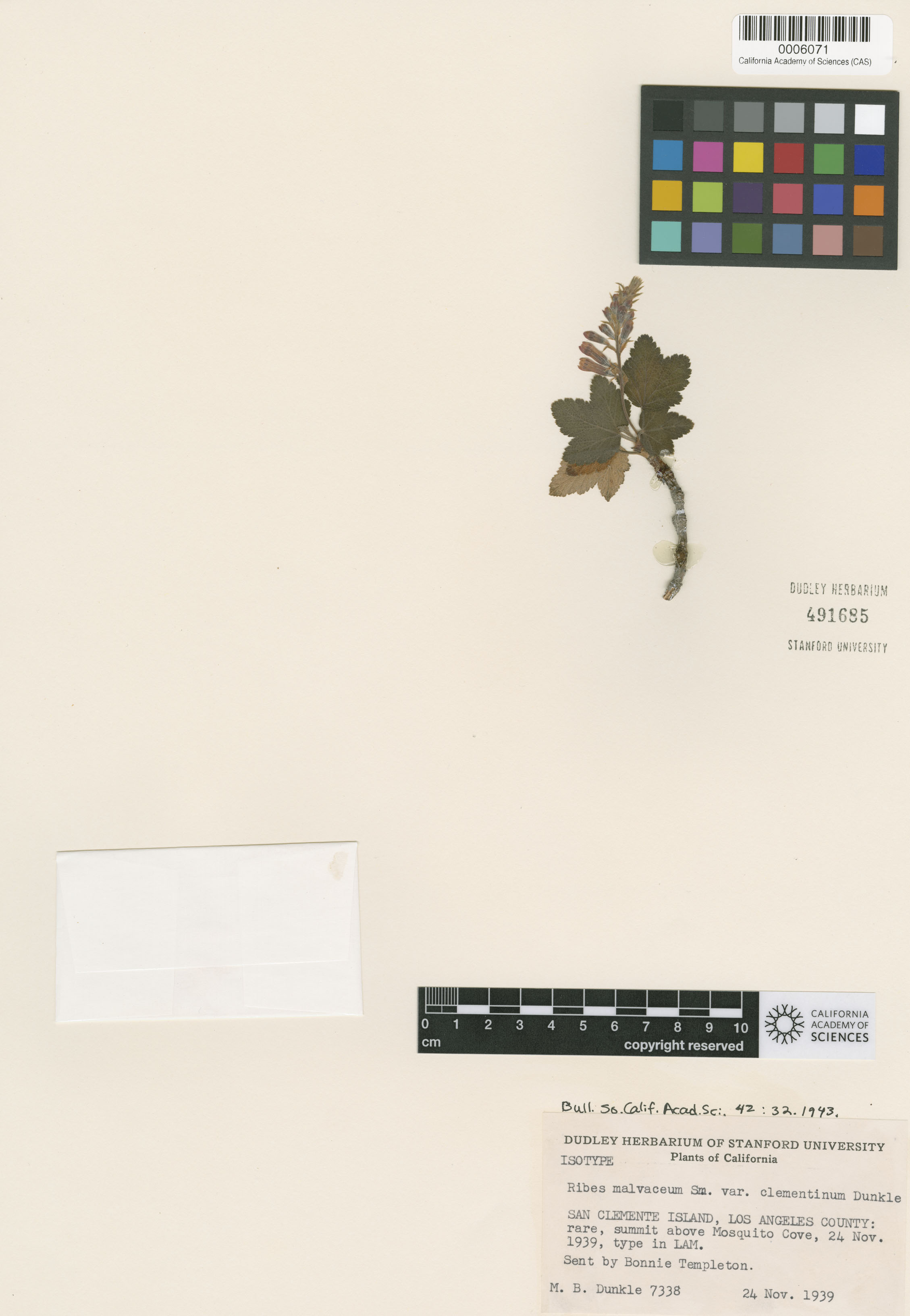 Ribes malvaceum image