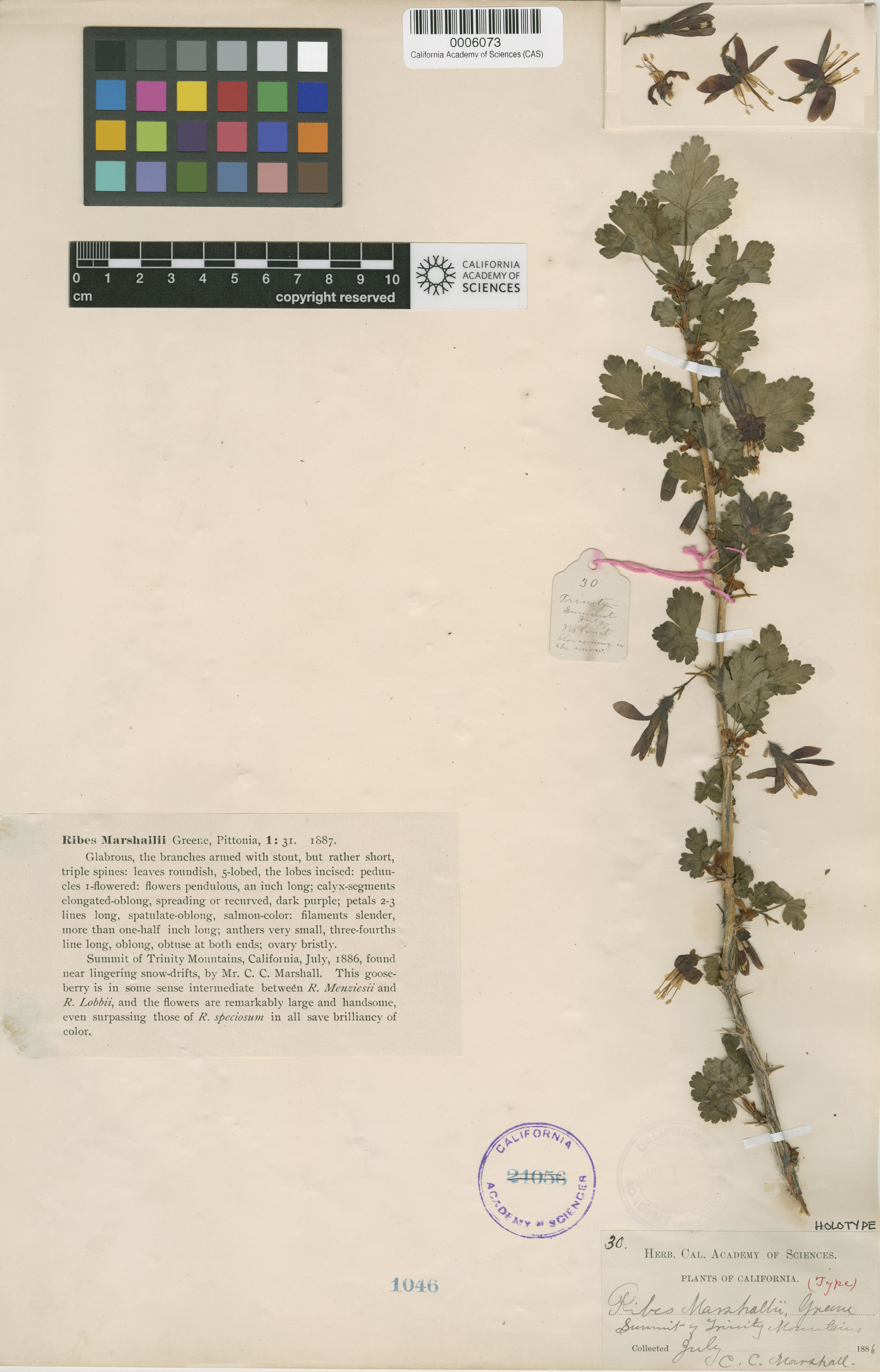 Ribes marshallii image