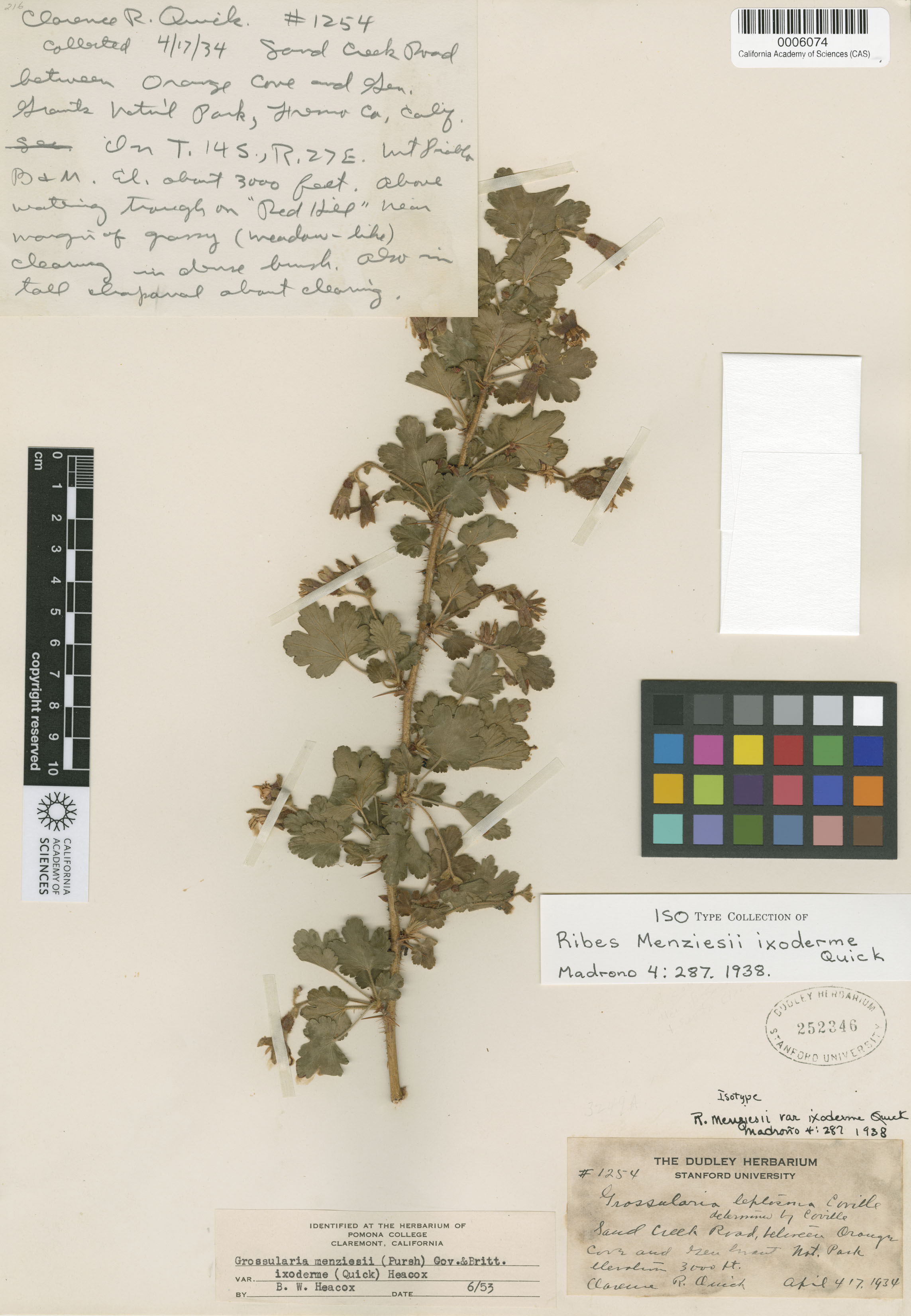 Ribes menziesii image