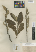 Salix lasiolepis image