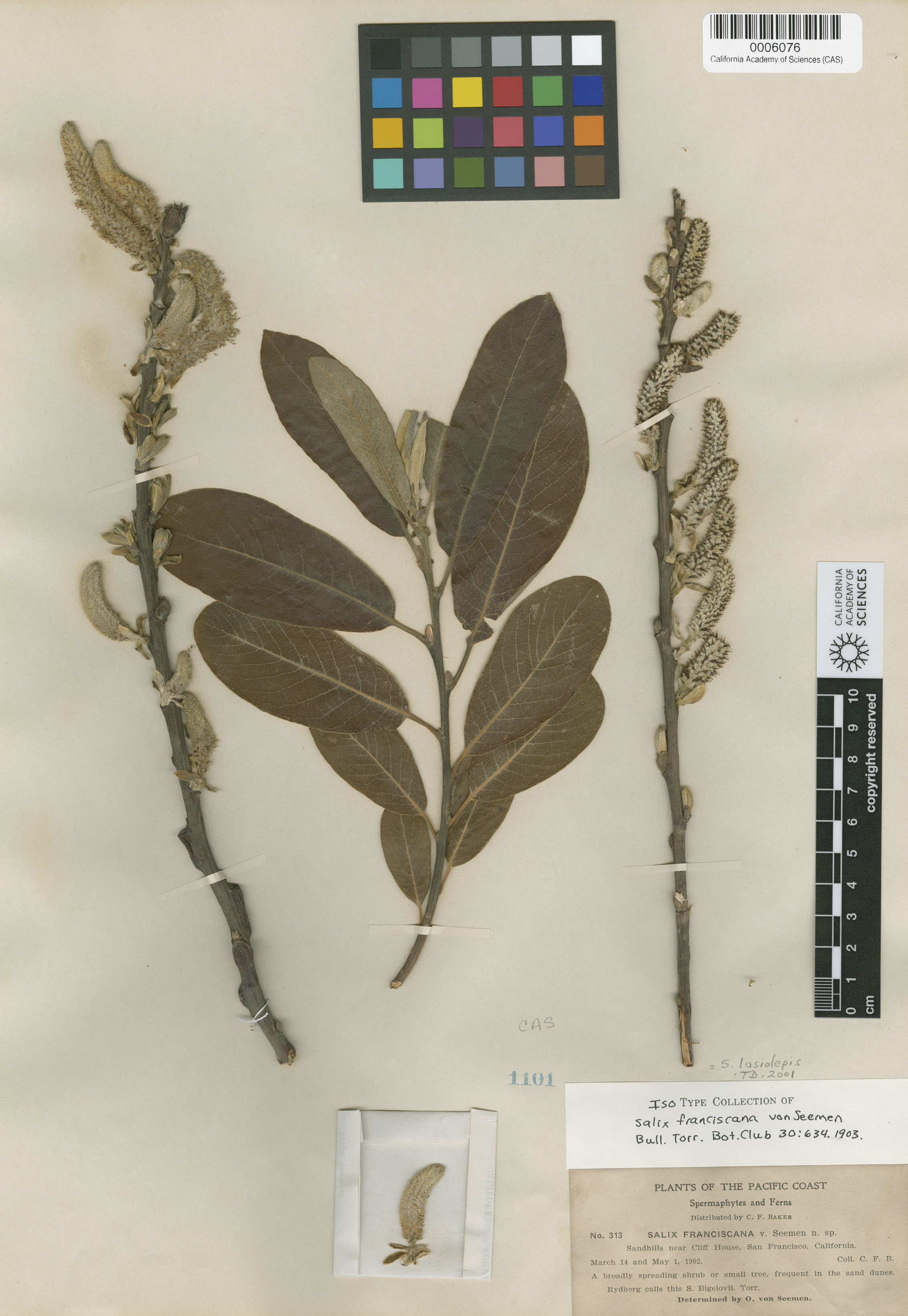 Salix lasiolepis image