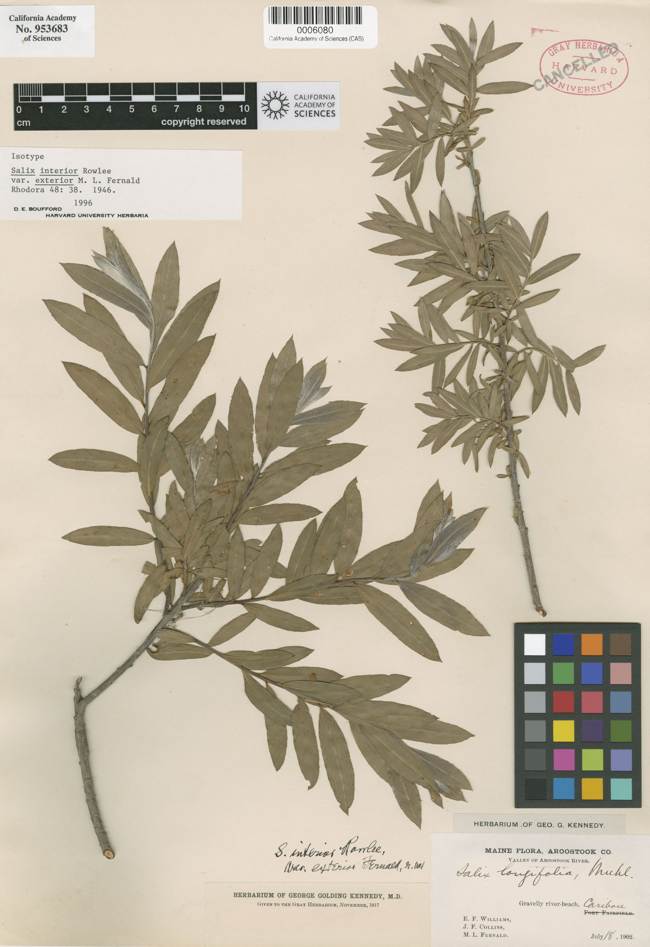 Salix interior image