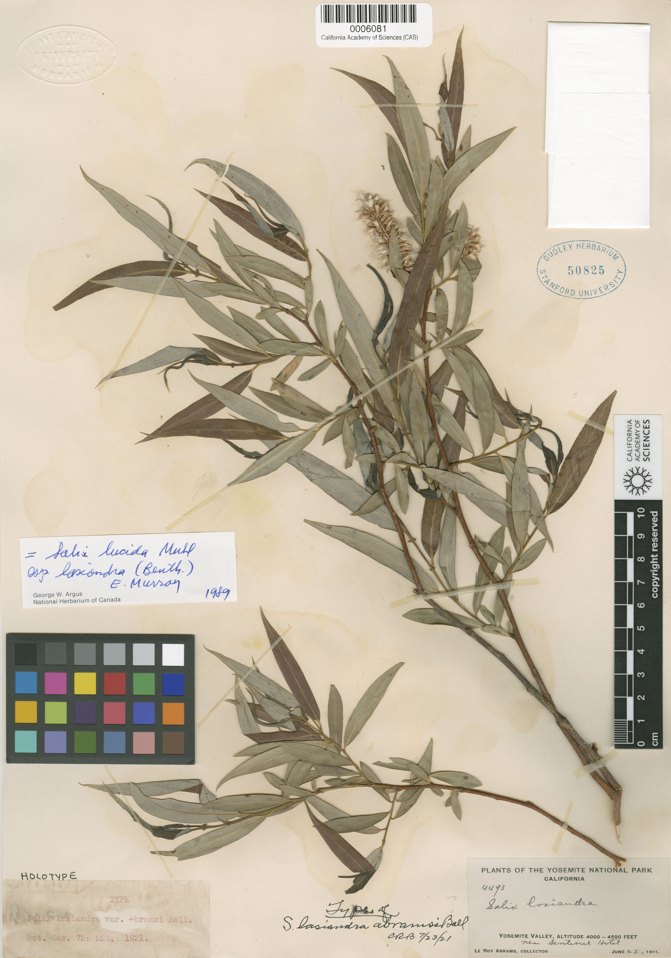 Salix lasiandra var. lasiandra image