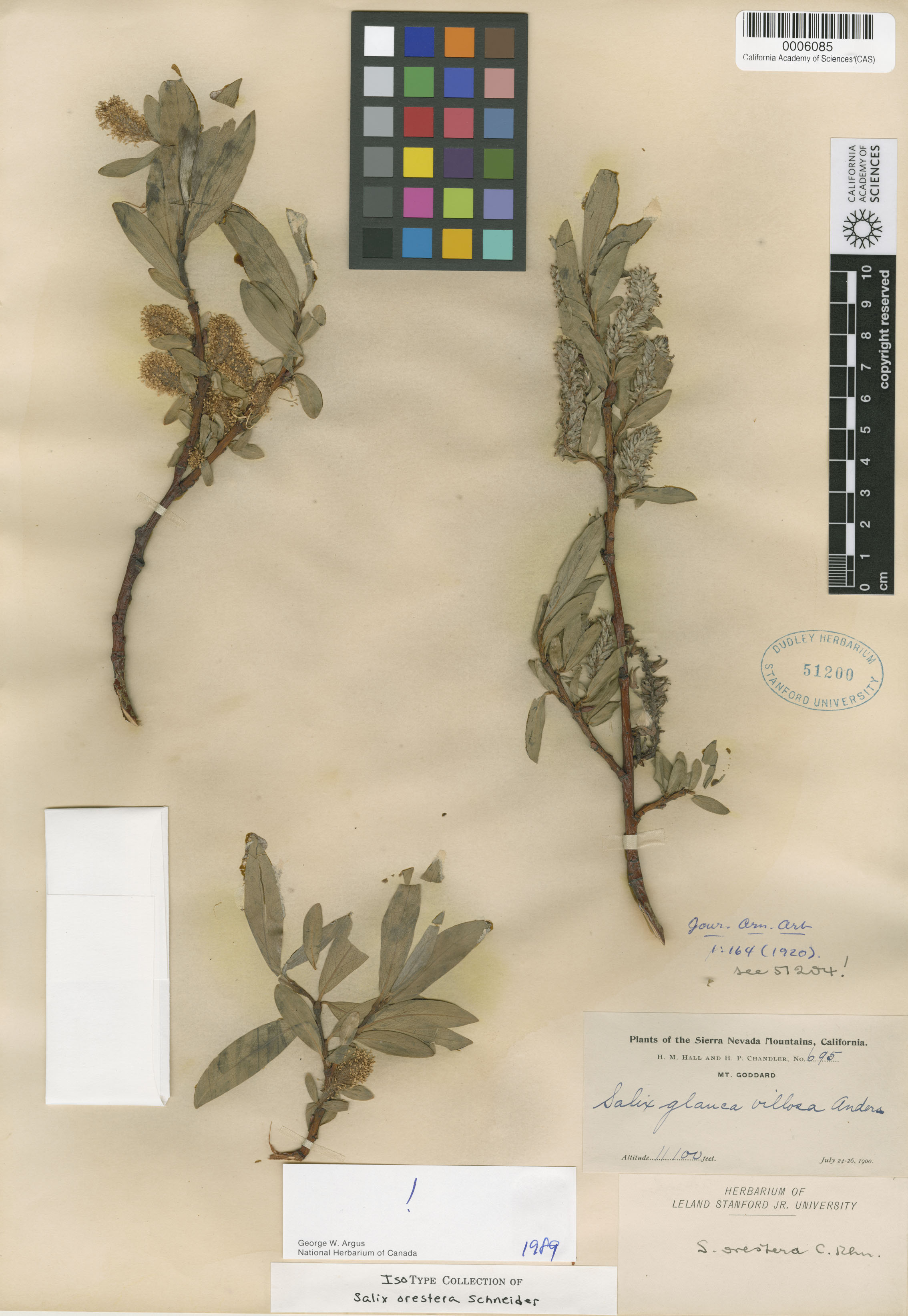 Salix orestera image