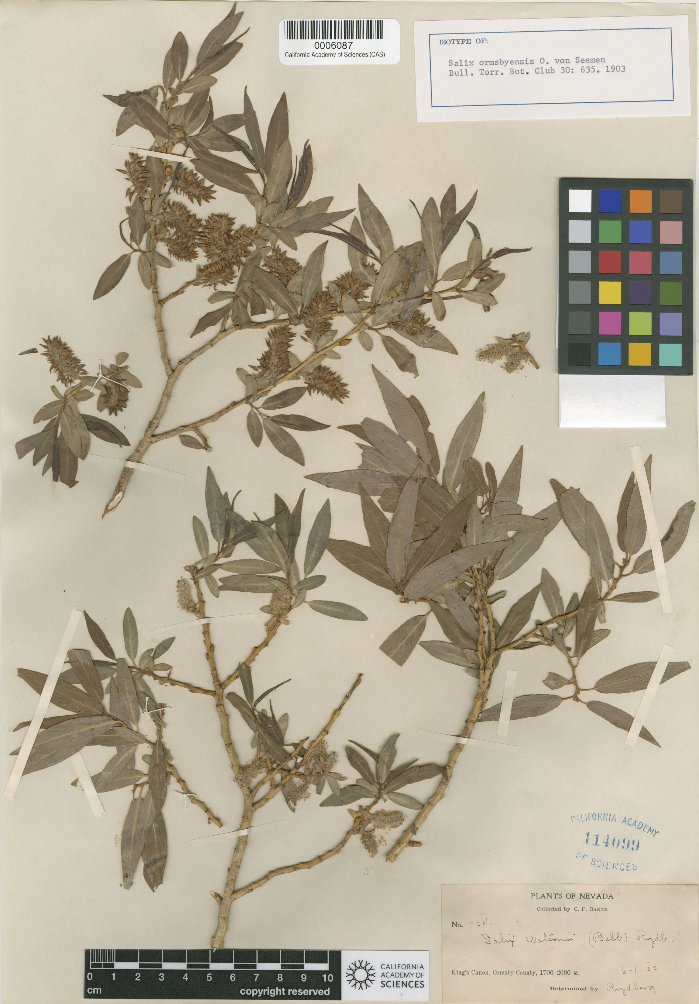 Salix lutea image