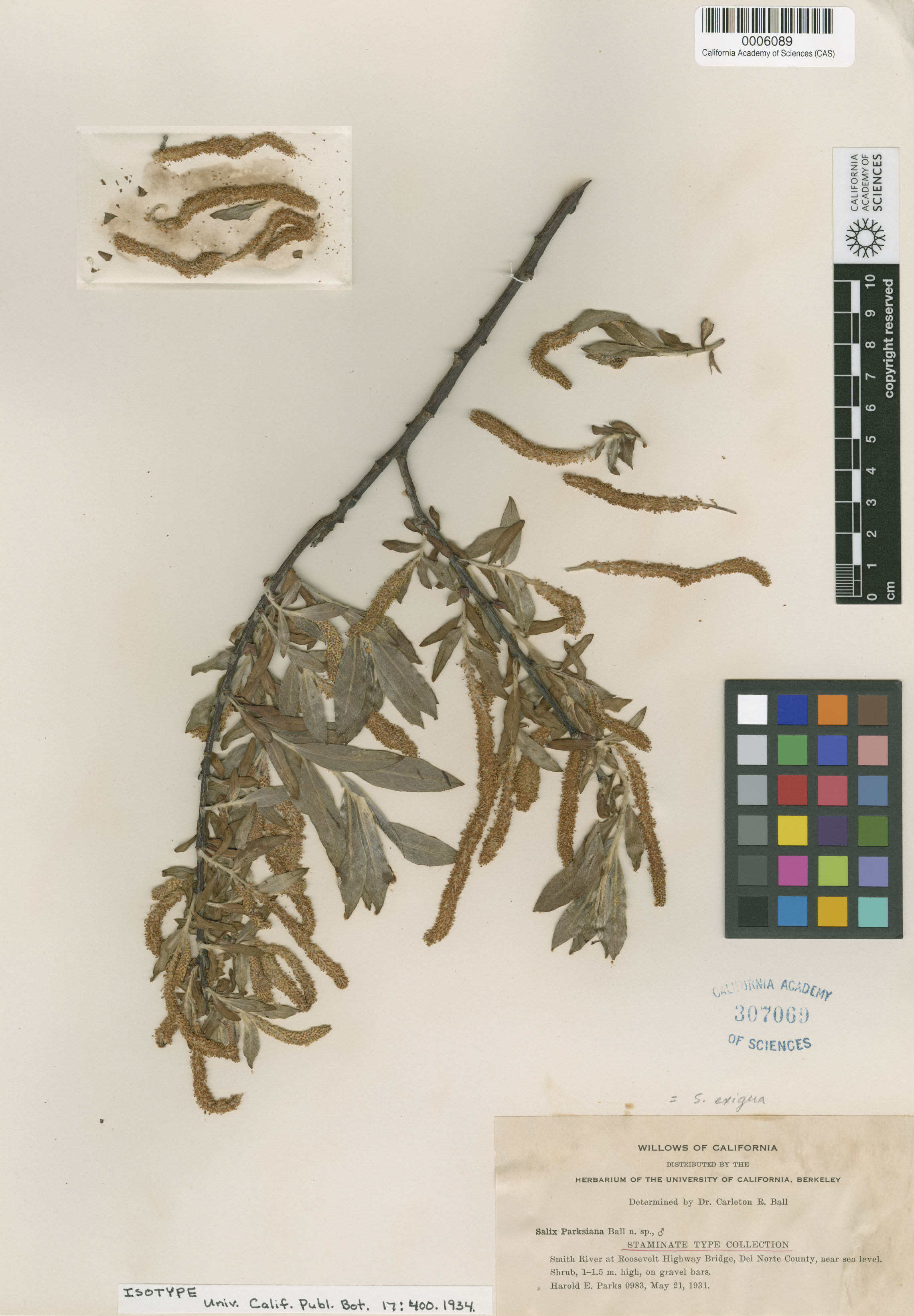 Salix melanopsis image