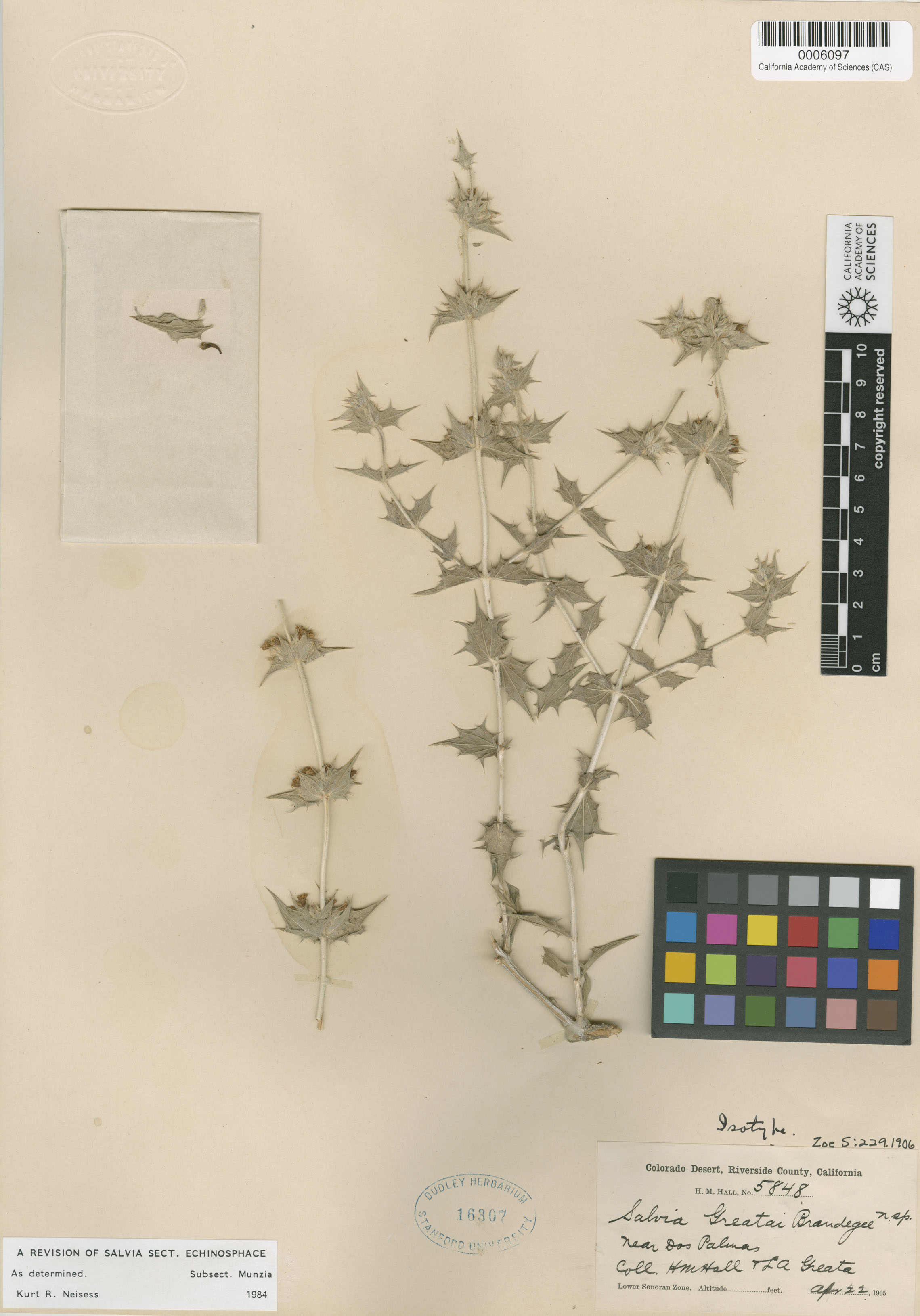 Salvia greatai image