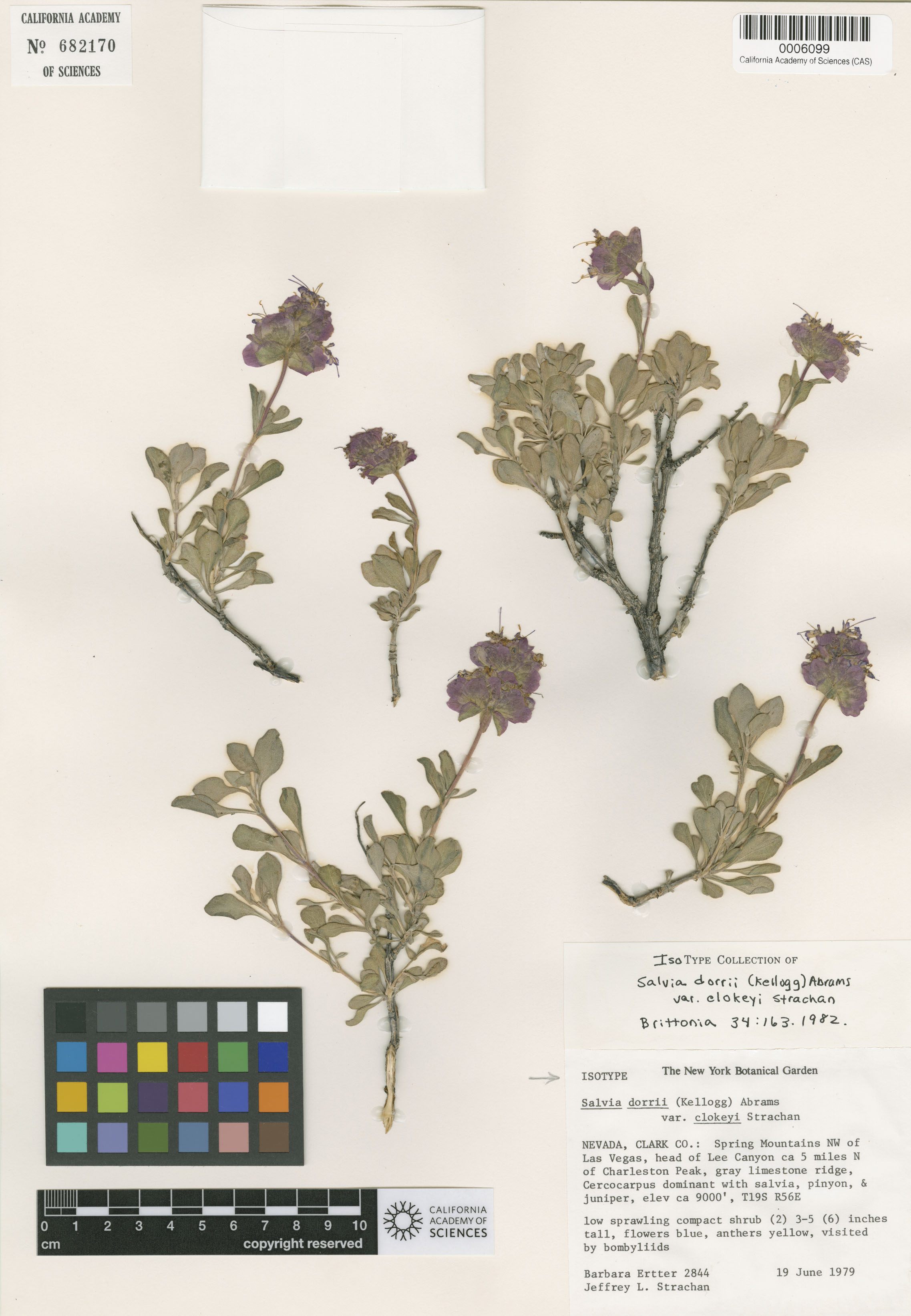 Salvia dorrii var. clokeyi image