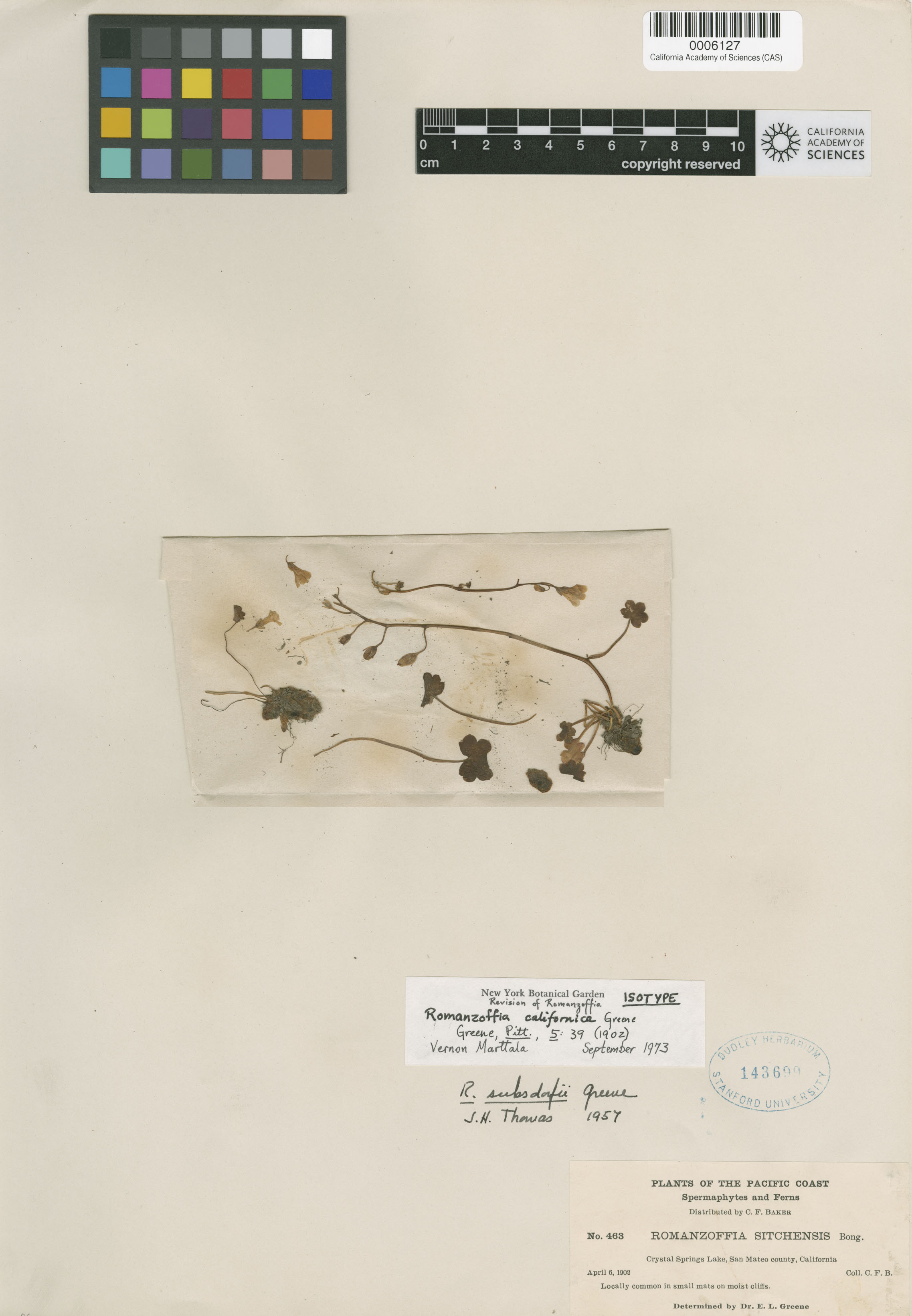 Romanzoffia californica image