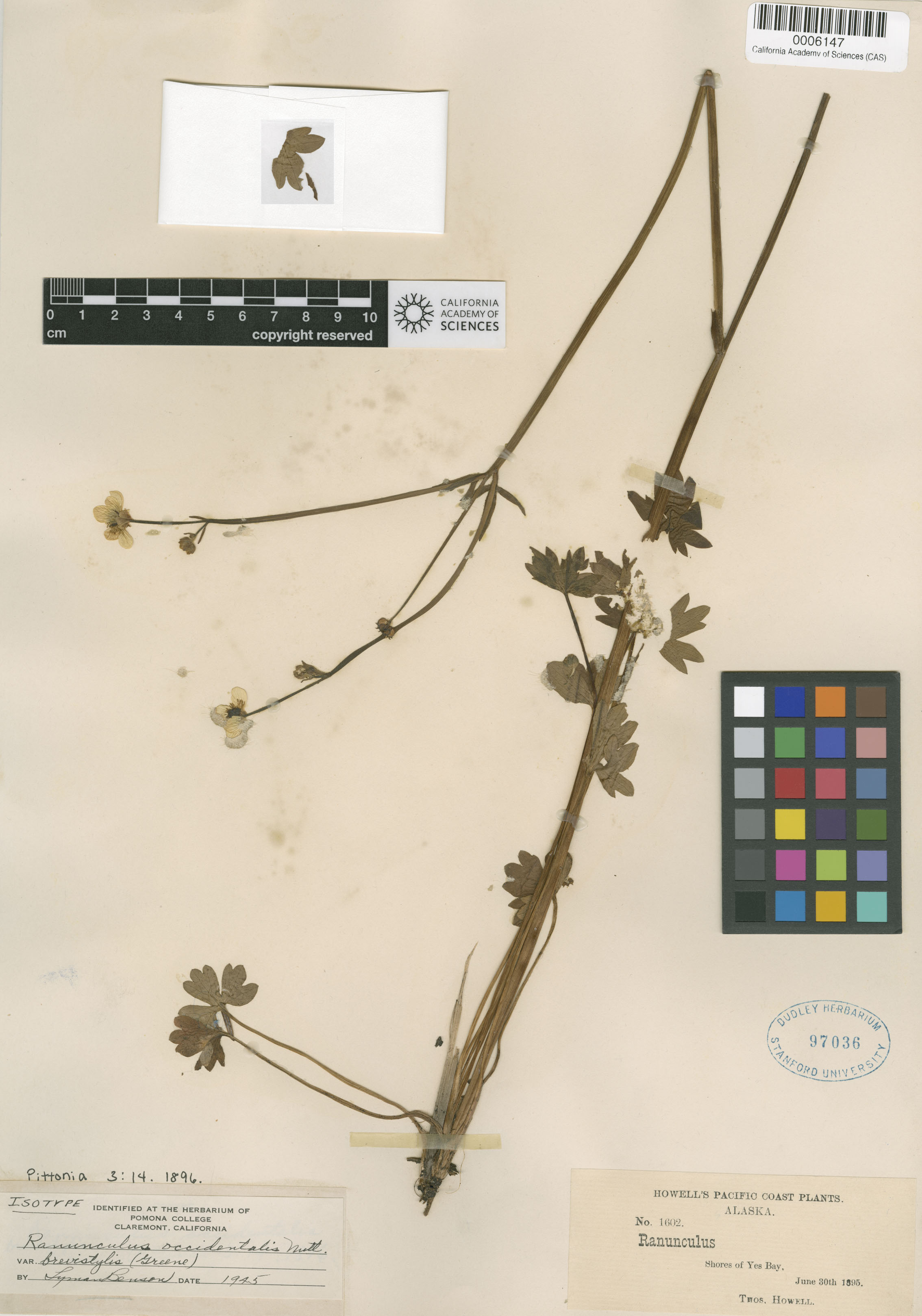 Ranunculus occidentalis var. brevistylis image