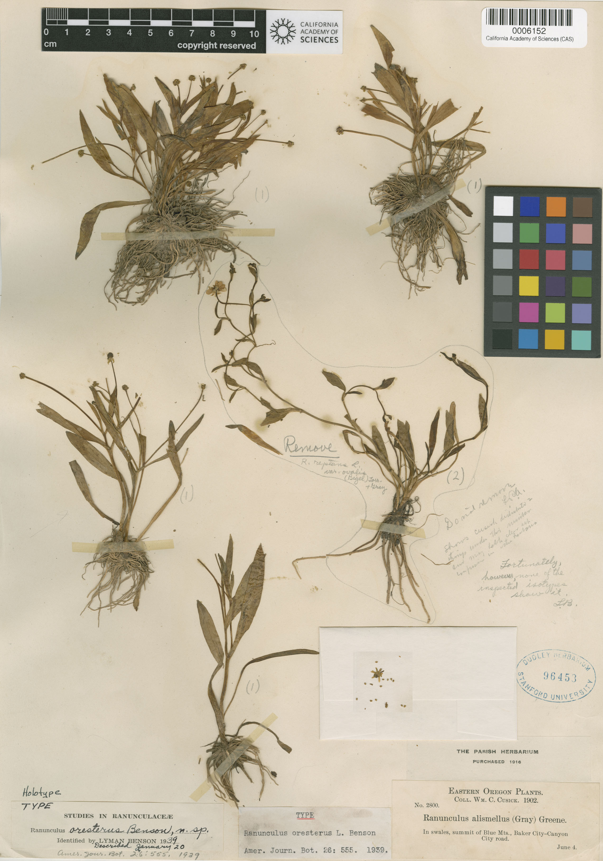 Ranunculus oresterus image