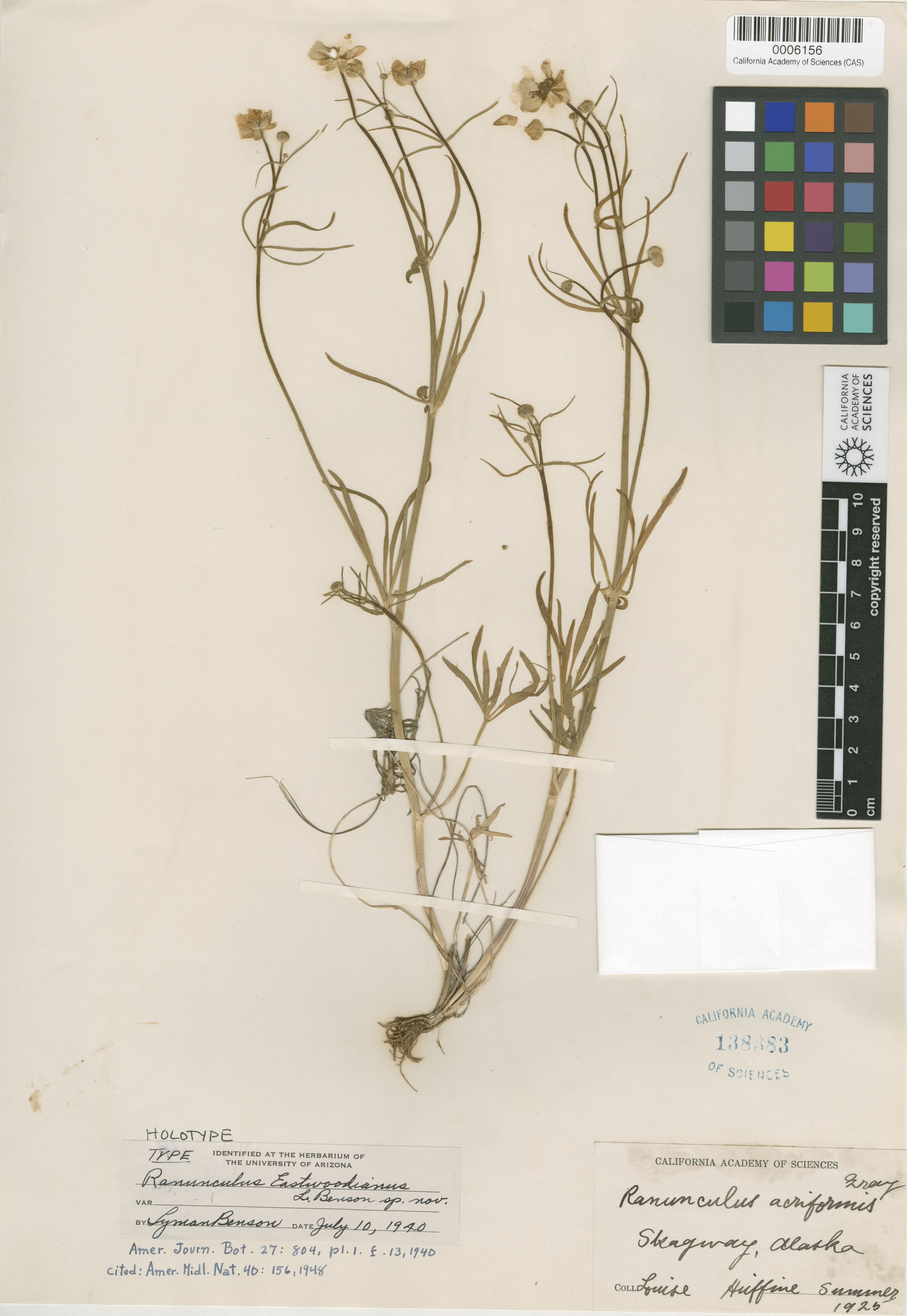 Ranunculus pedatifidus var. affinis image