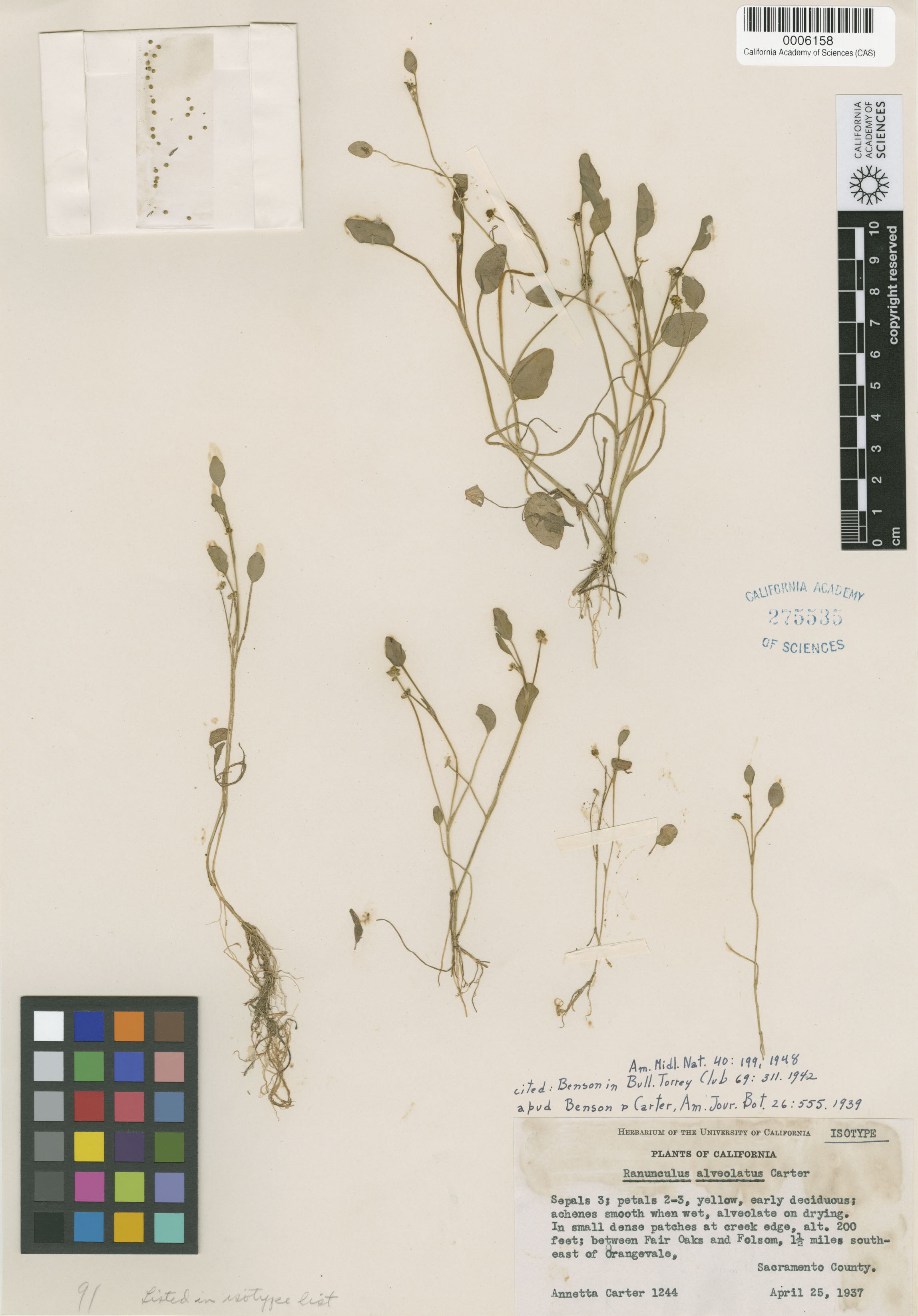 Ranunculus bonariensis var. trisepalus image