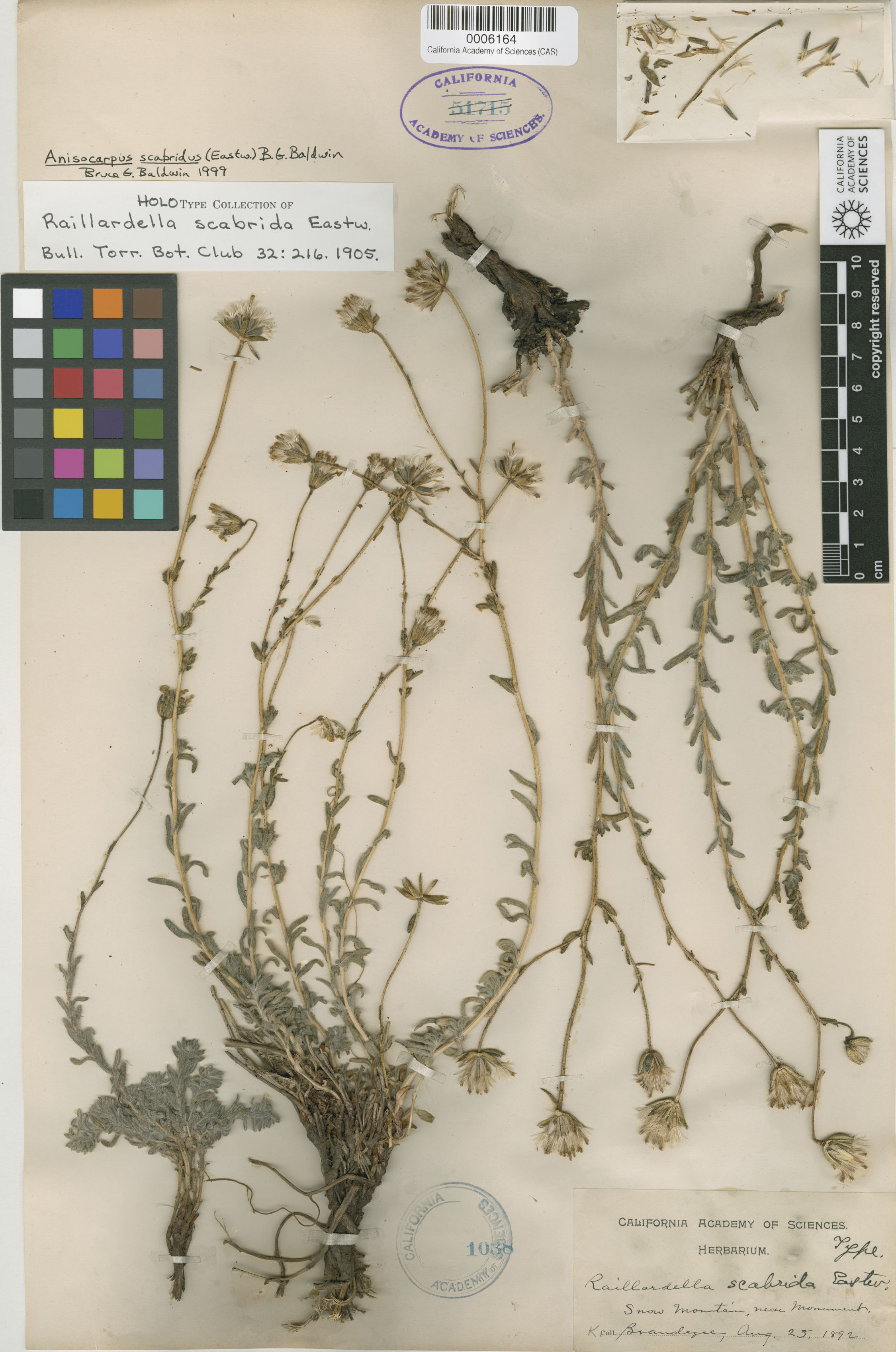 Anisocarpus scabridus image