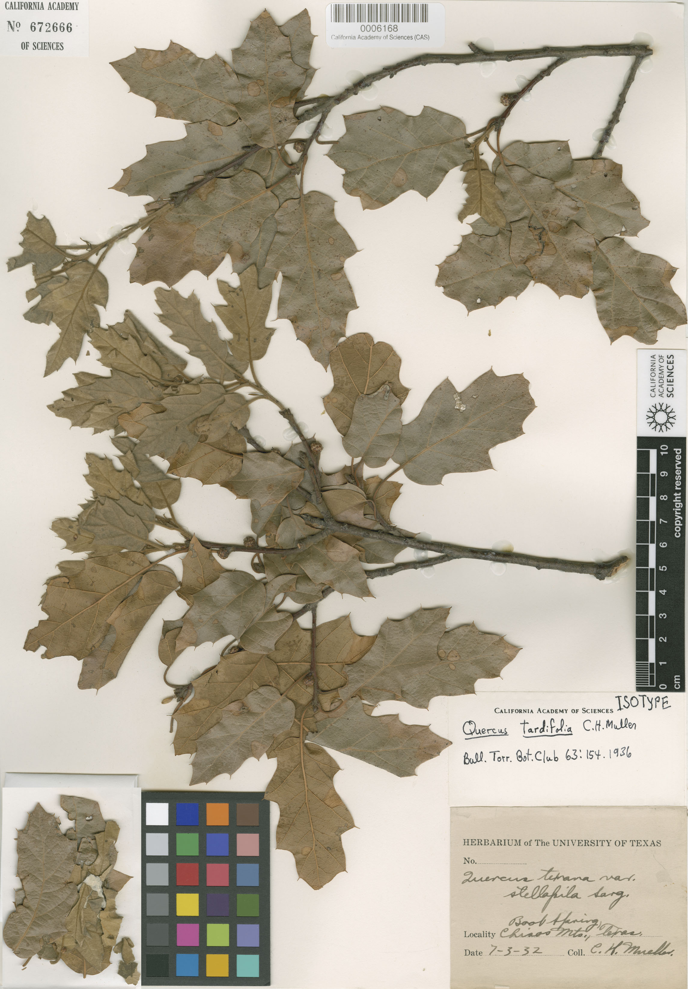 Quercus tardifolia image
