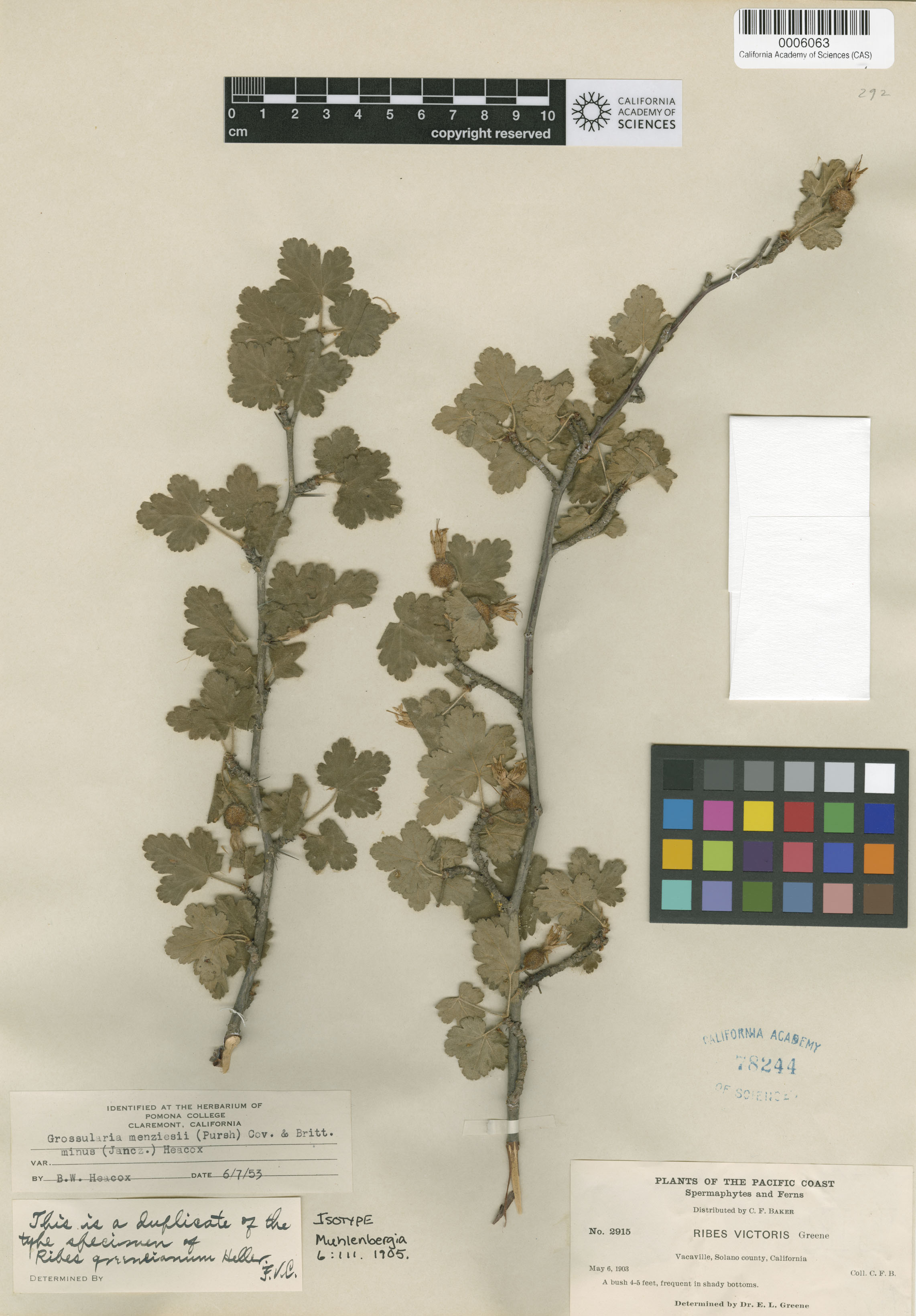 Ribes nevadense image