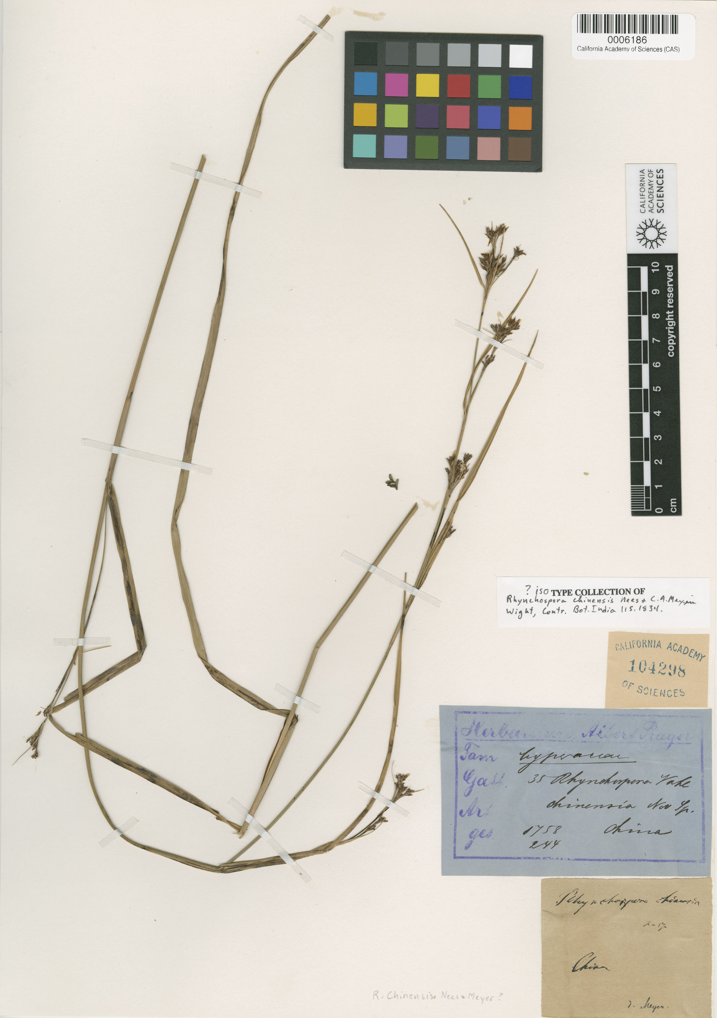 Rhynchospora chinensis image