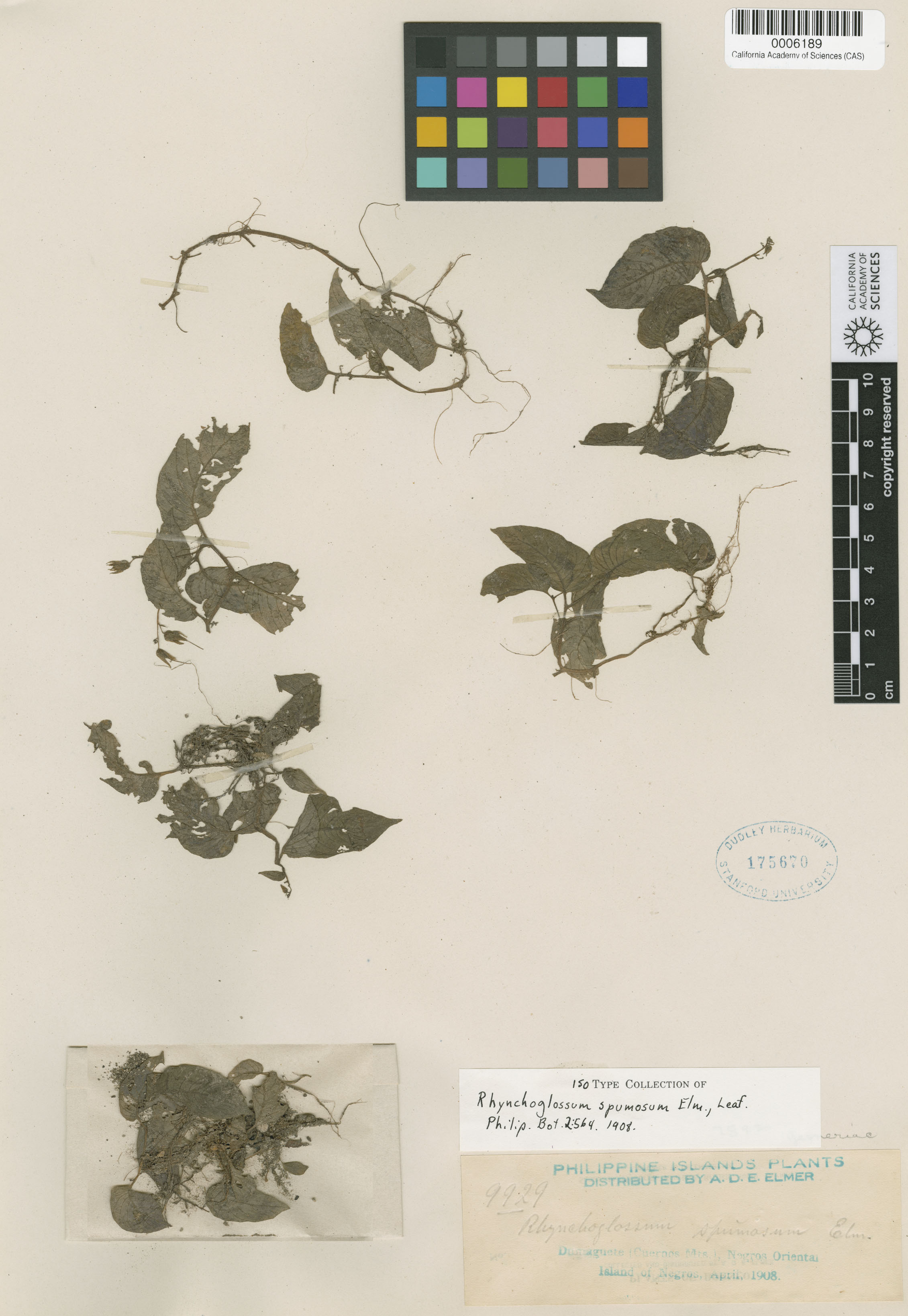 Rhynchoglossum image