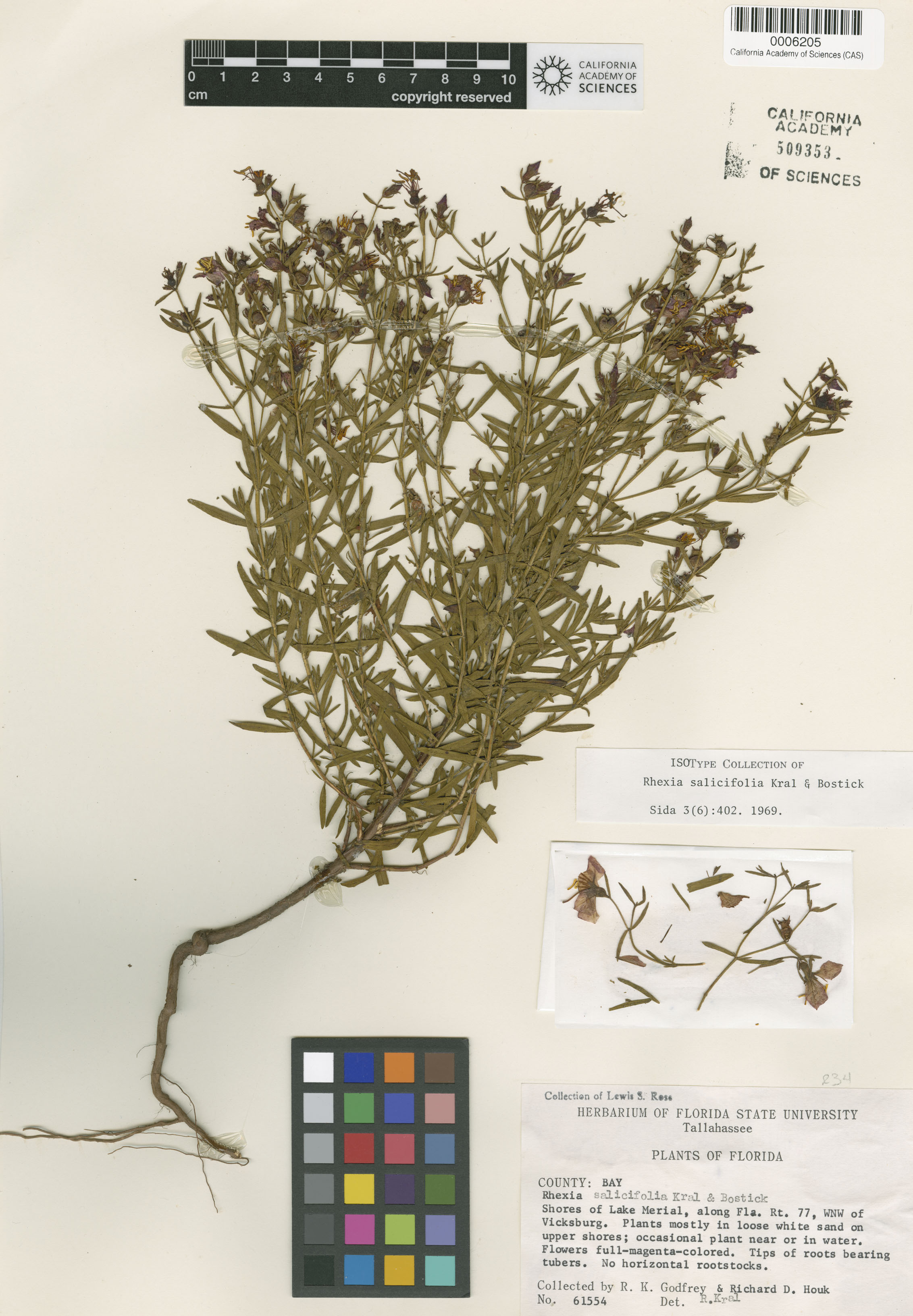 Melastomataceae image