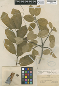 Image of Rhamnus blumeri