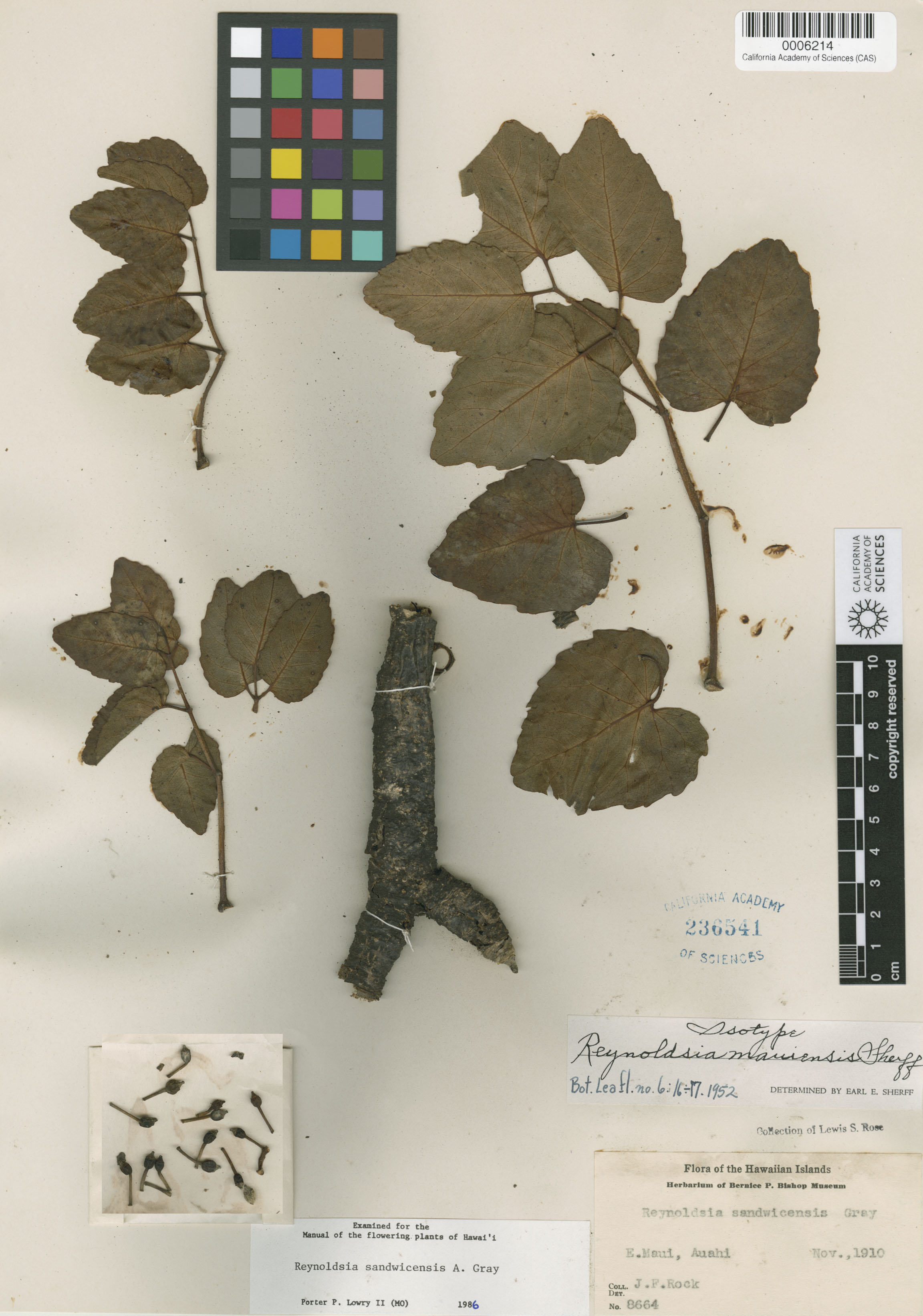 Polyscias sandwicensis image