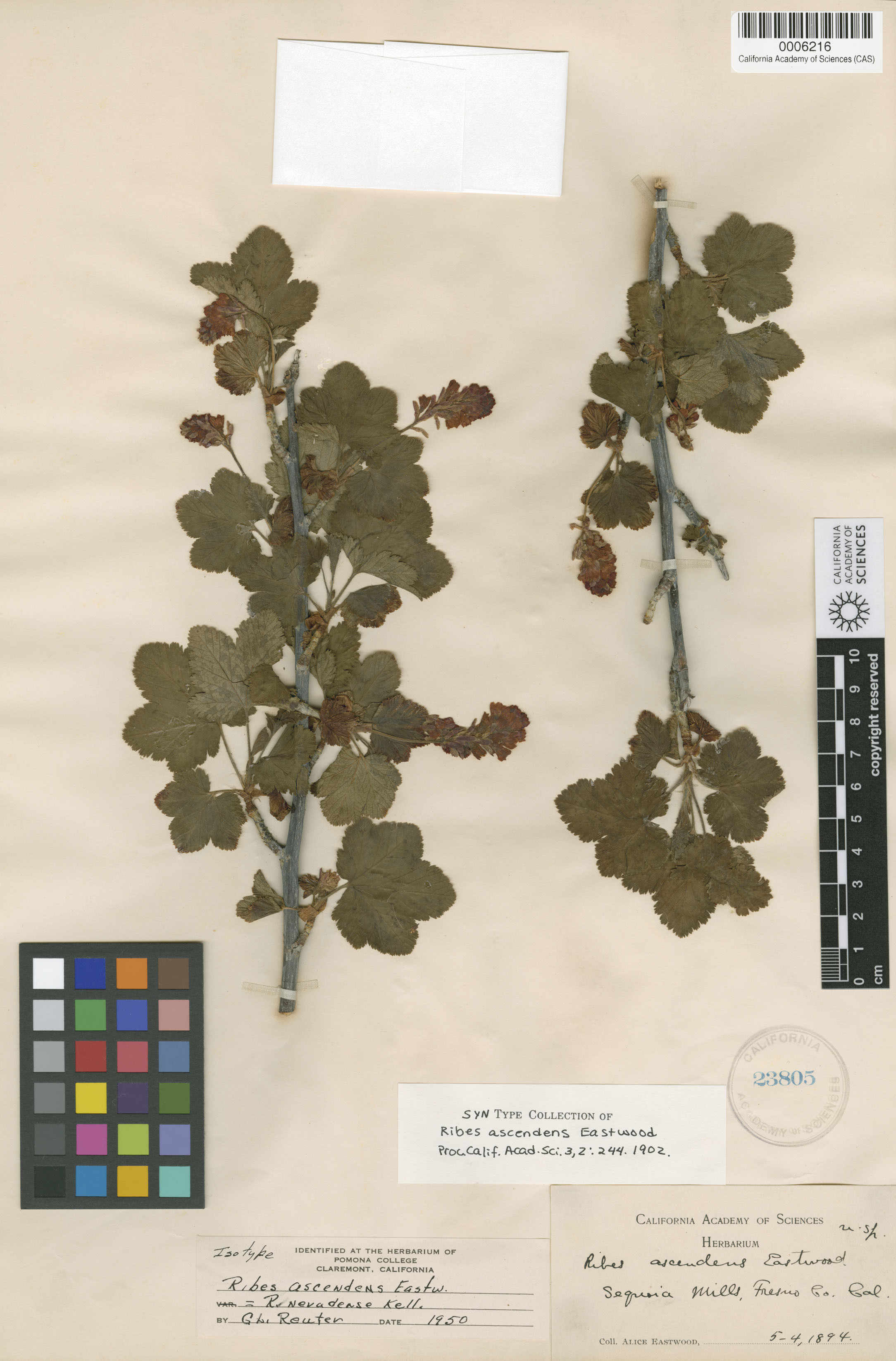 Ribes nevadense image