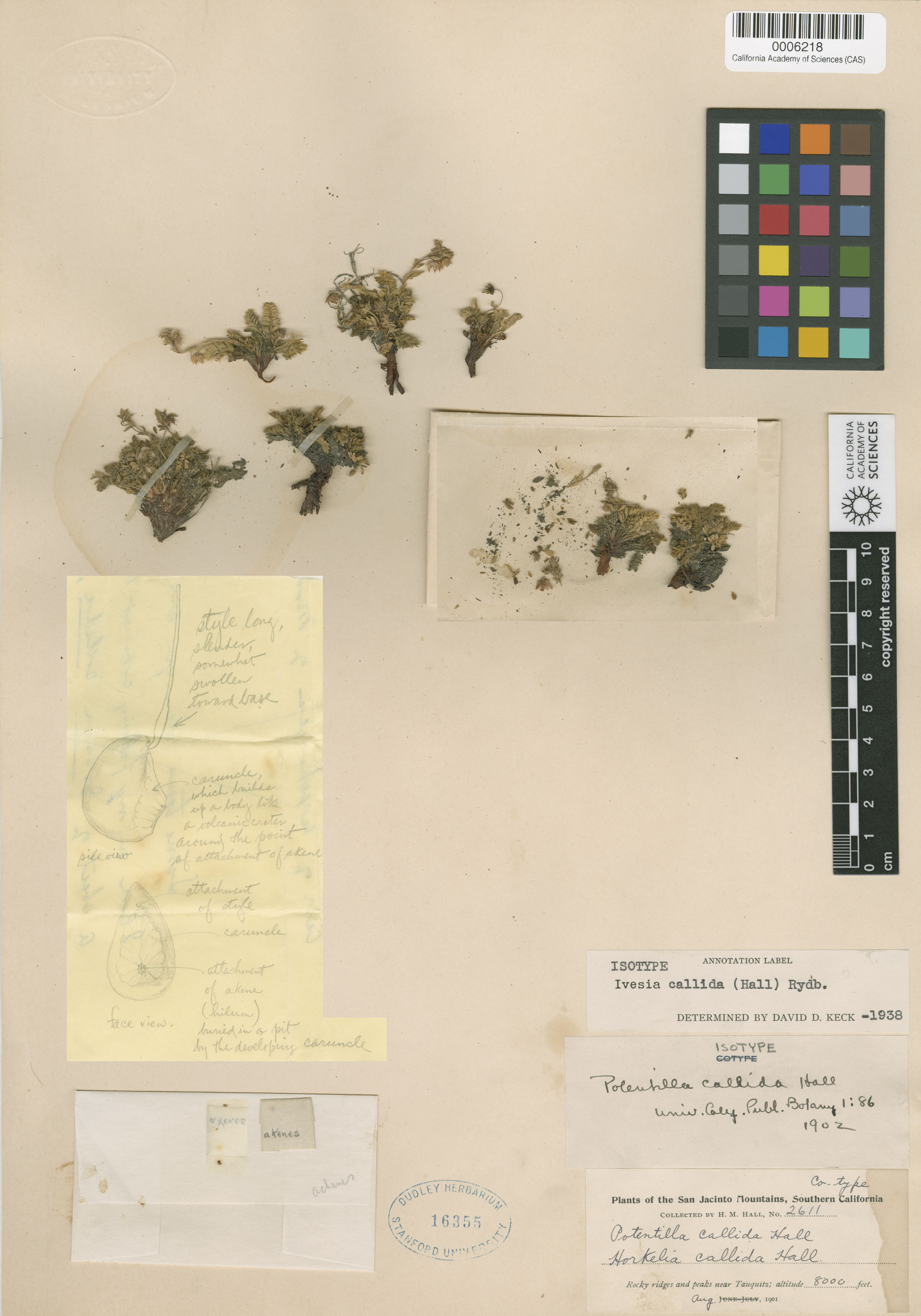 Ivesia callida image