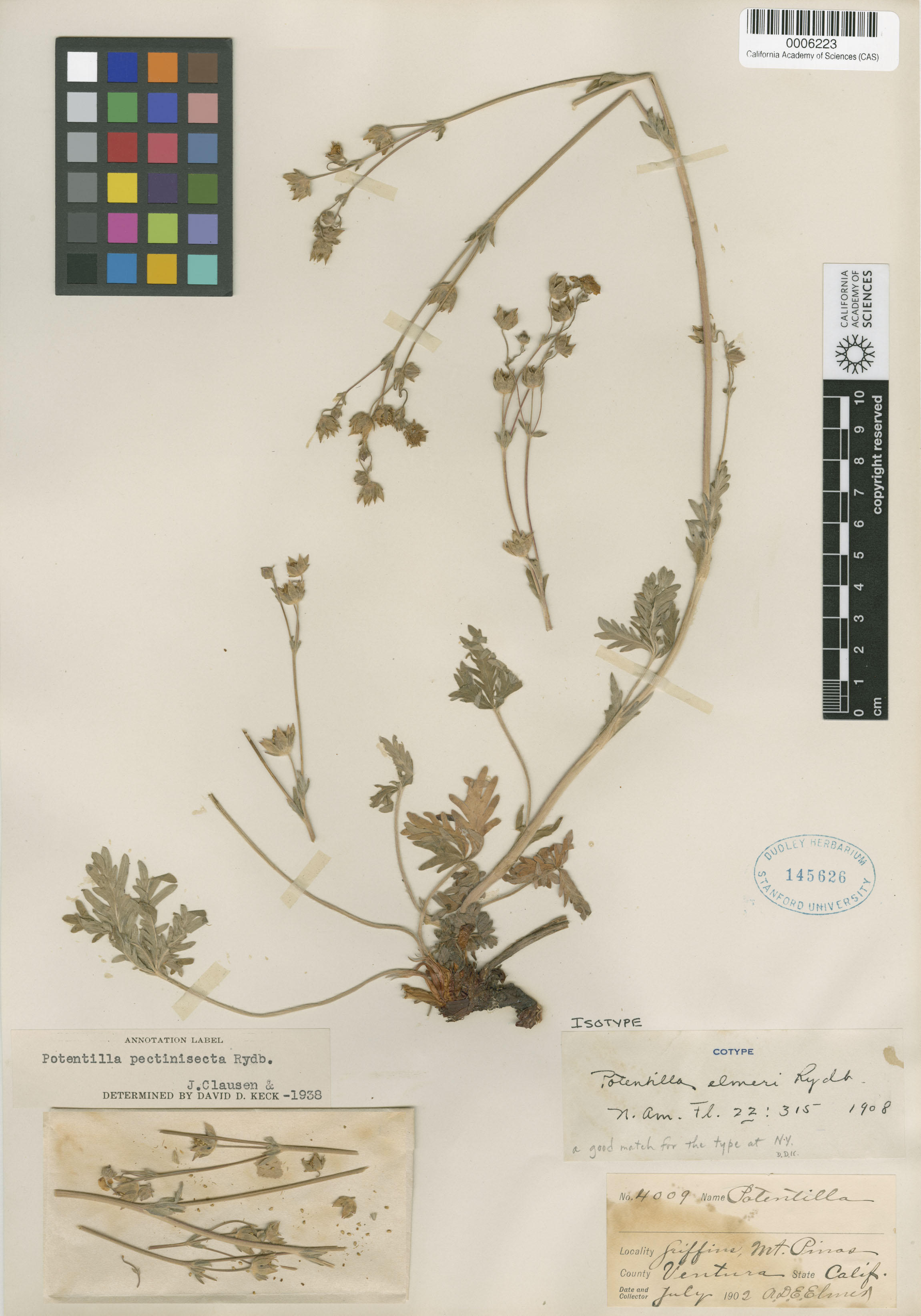 Potentilla gracilis var. elmeri image