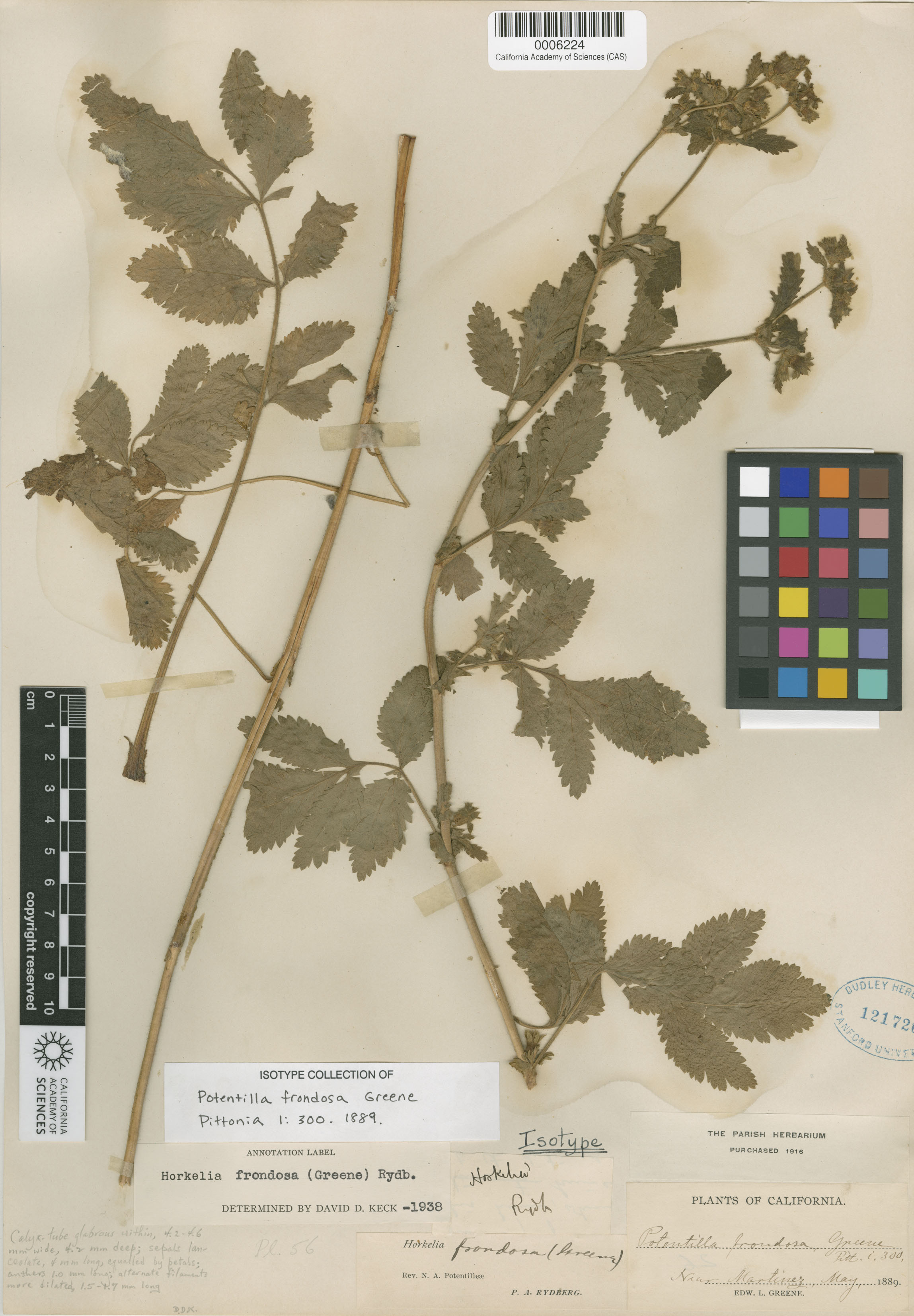 Horkelia californica var. frondosa image