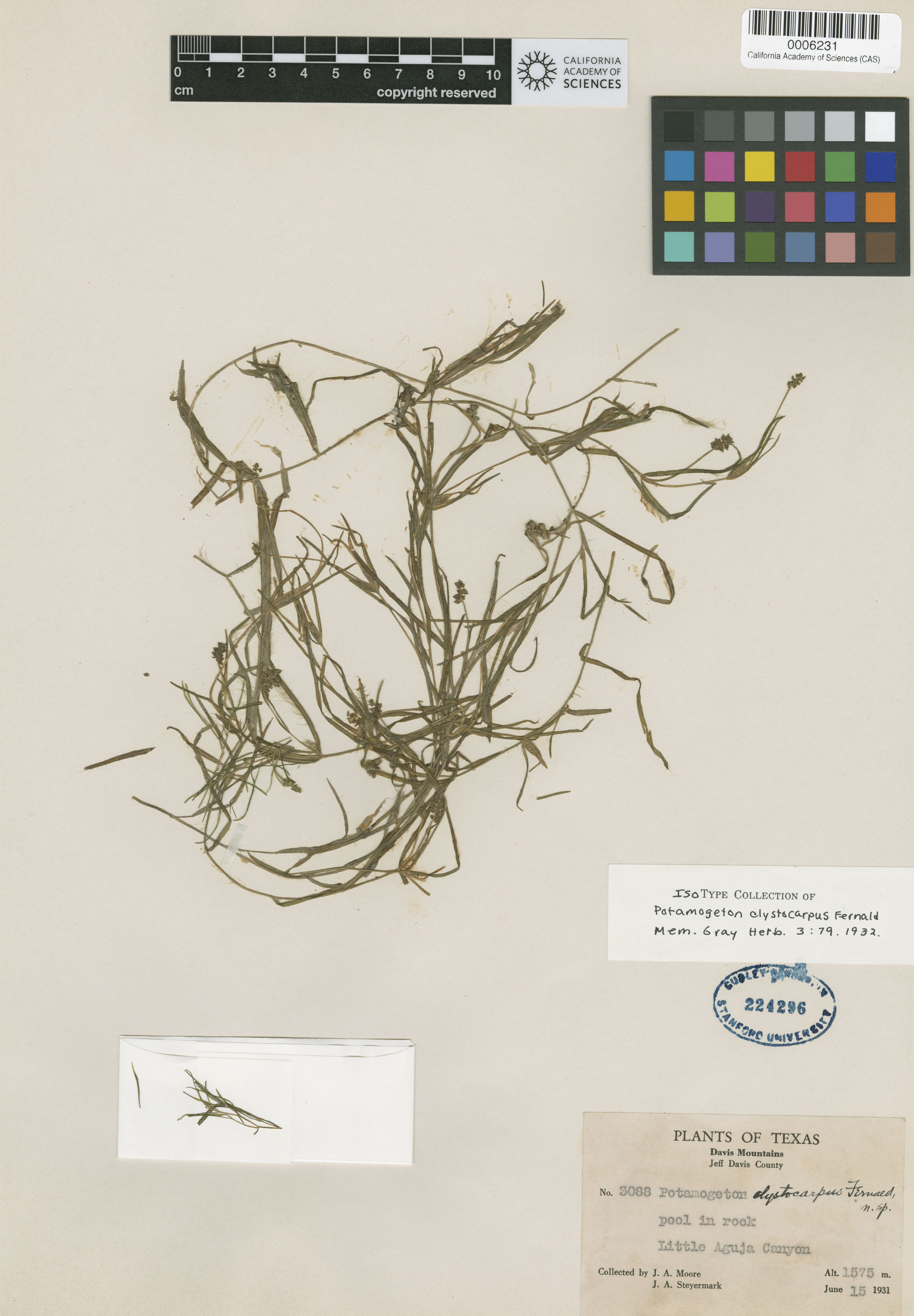 Potamogetonaceae image