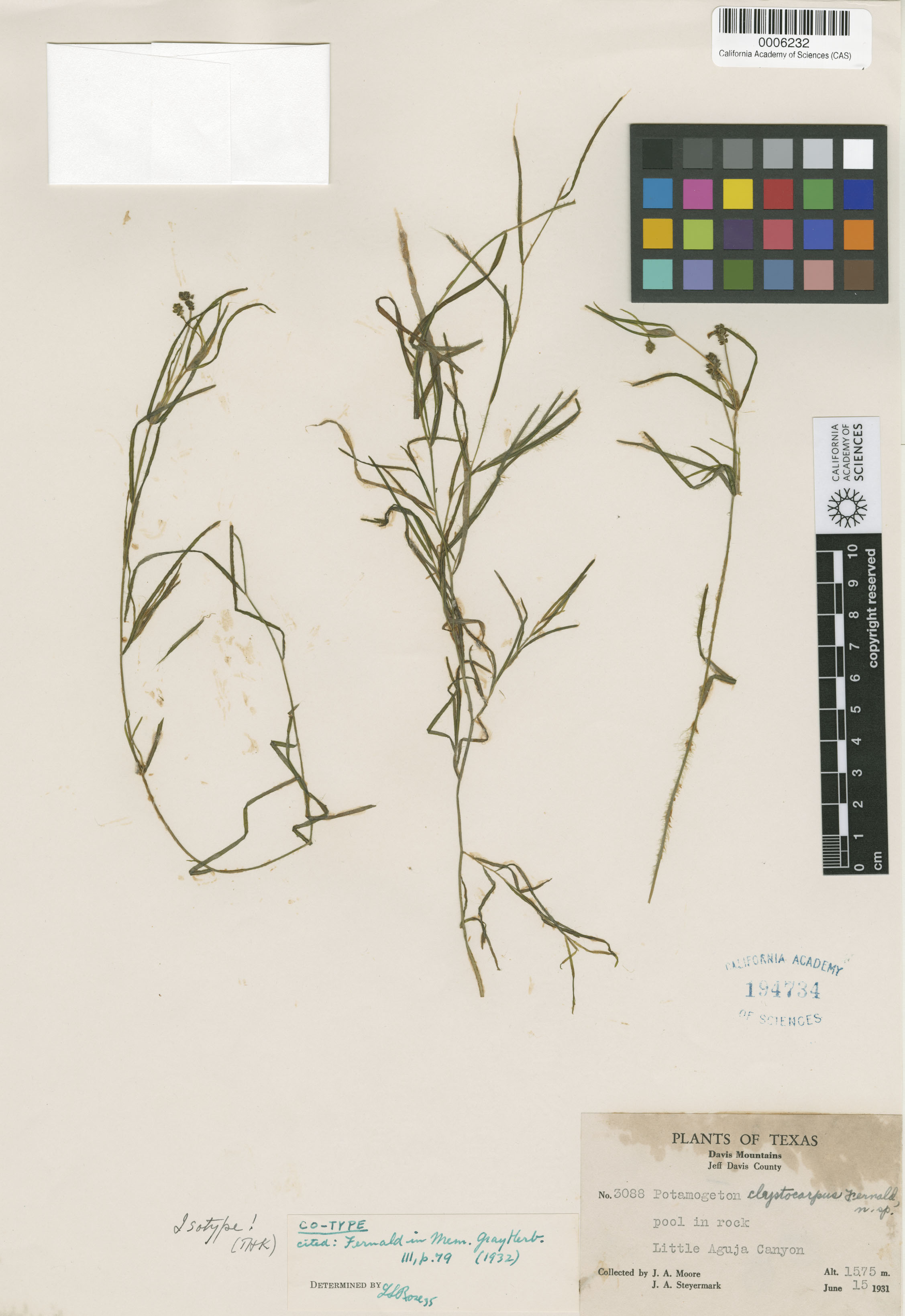 Potamogeton clystocarpus image