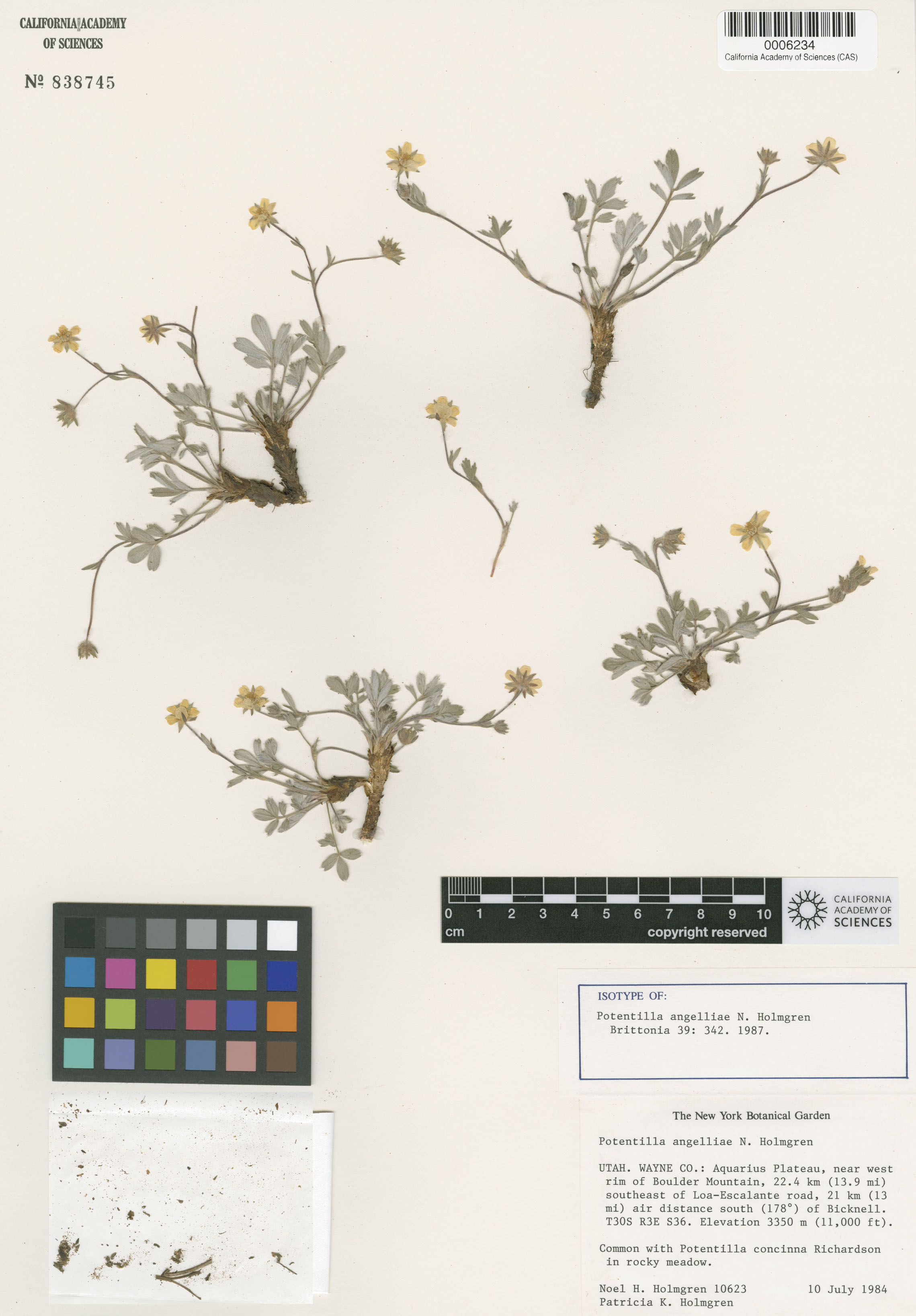 Potentilla angelliae image