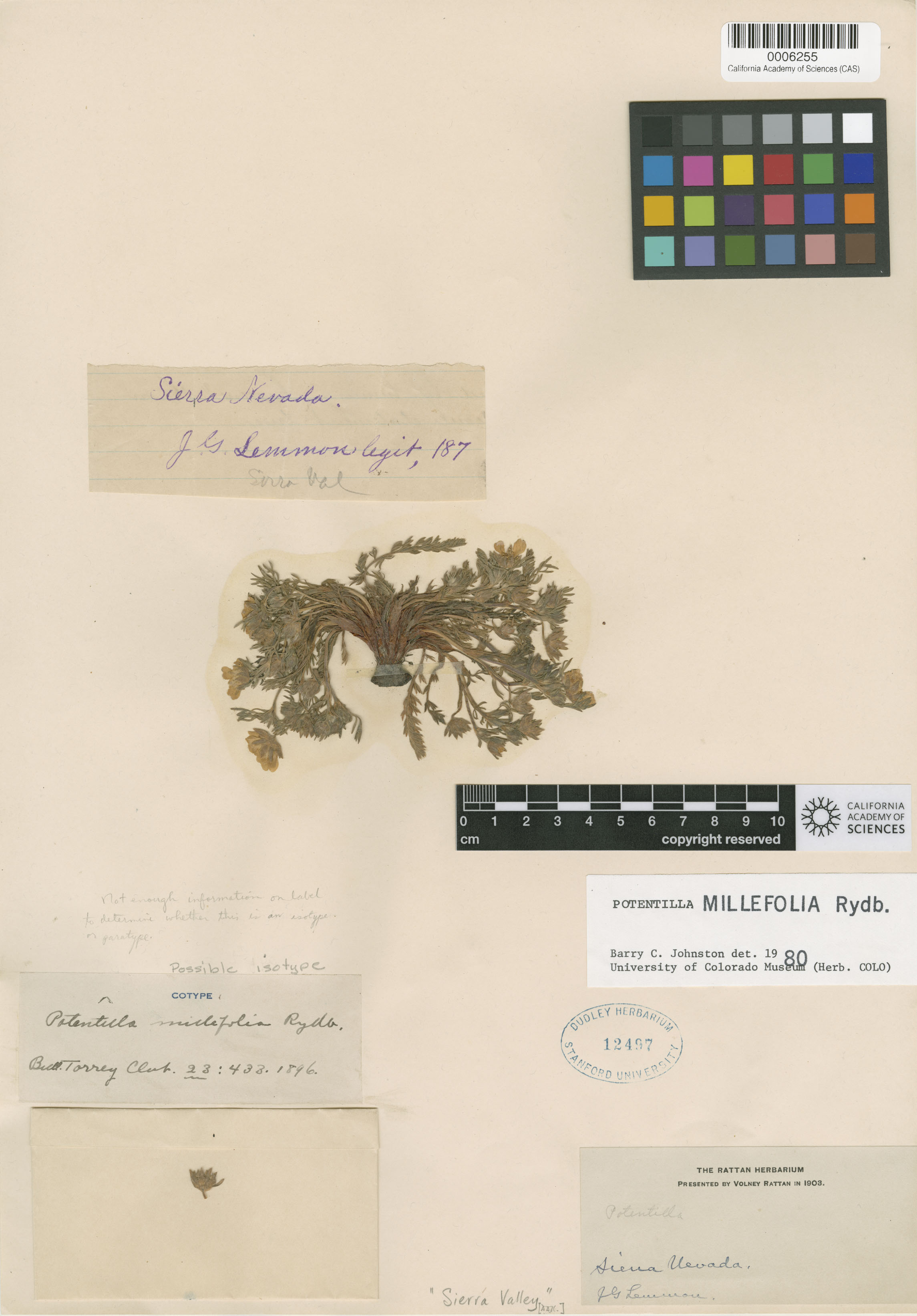 Potentilla millefolia image