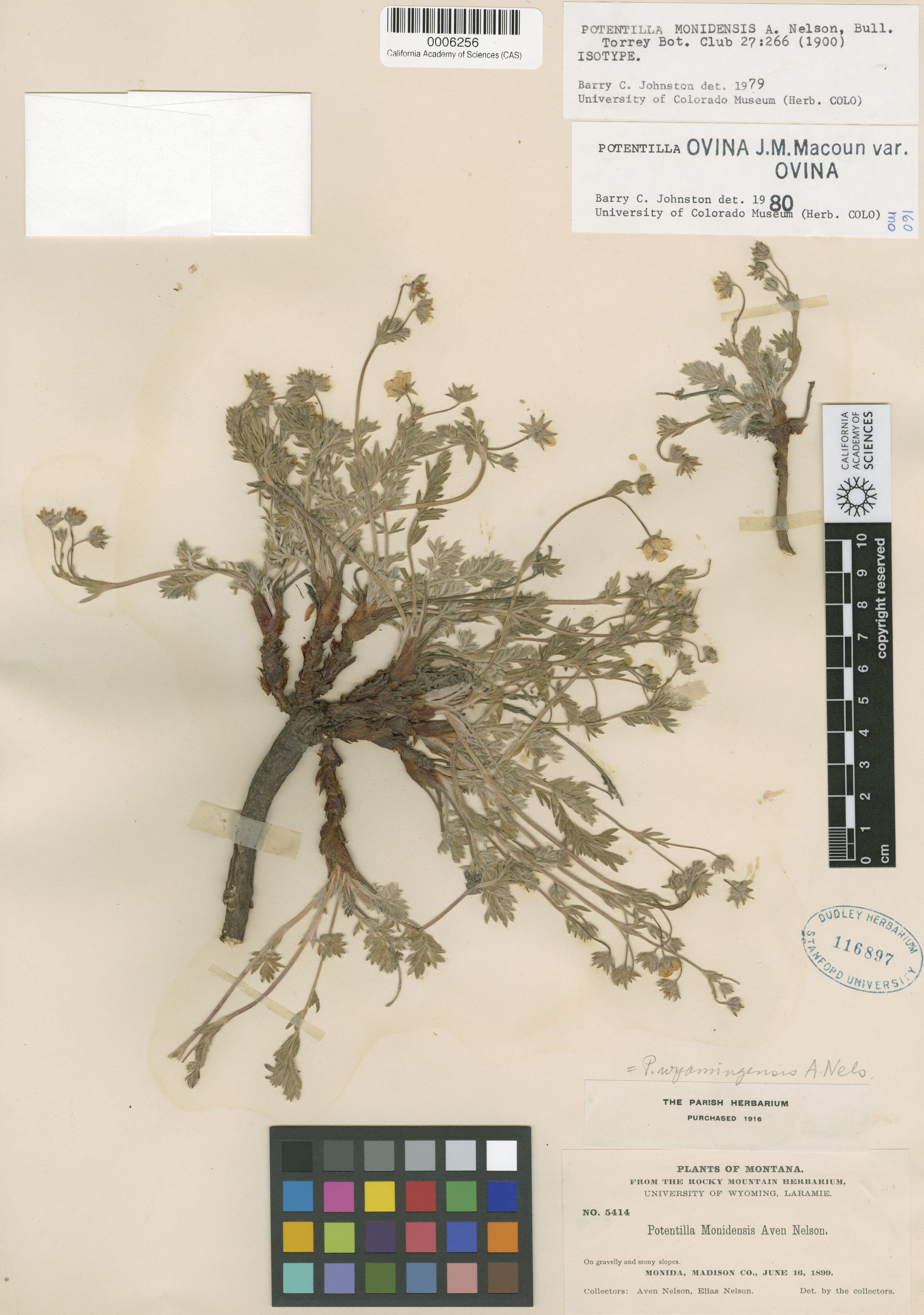 Potentilla ovina var. ovina image