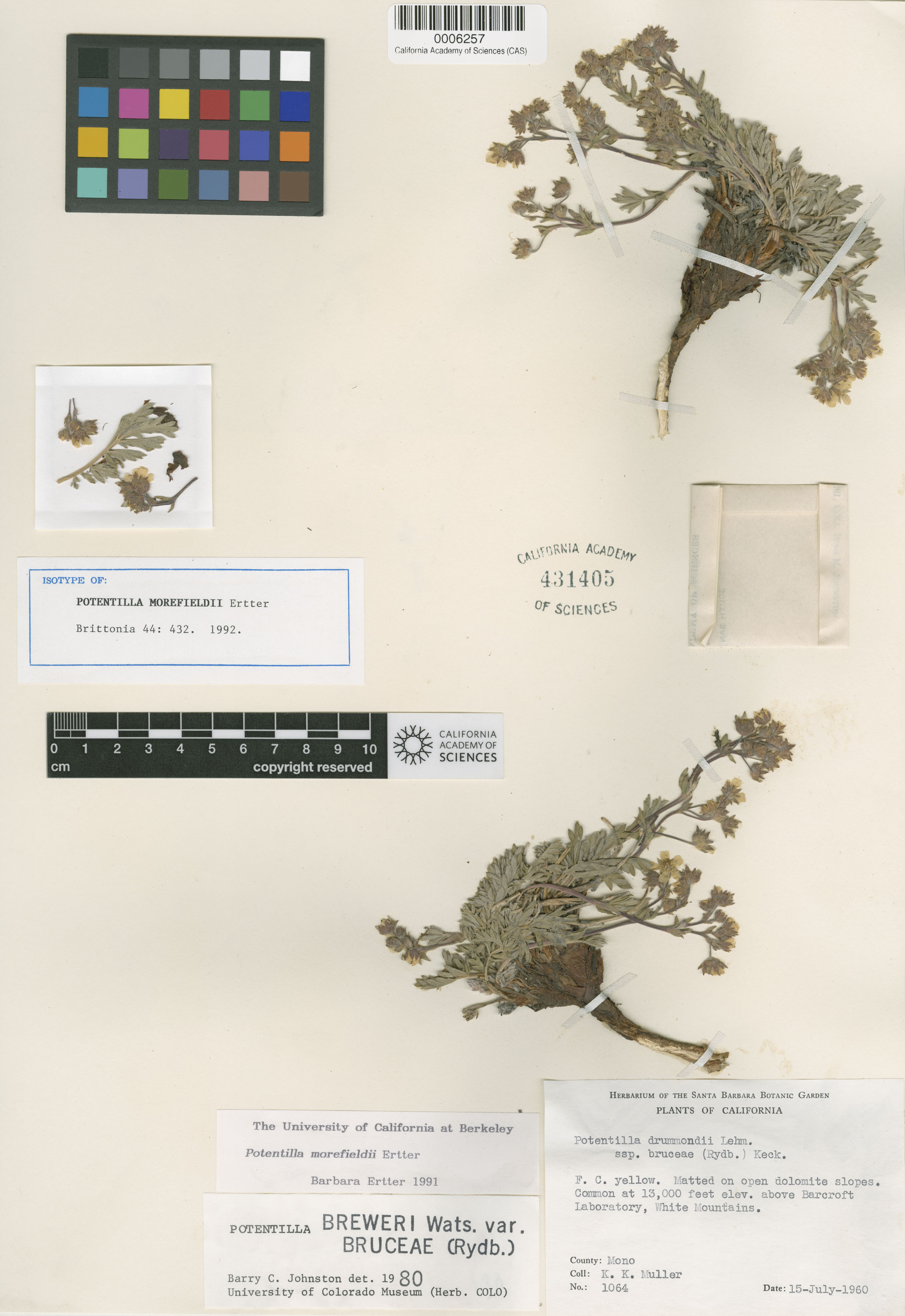Potentilla morefieldii image