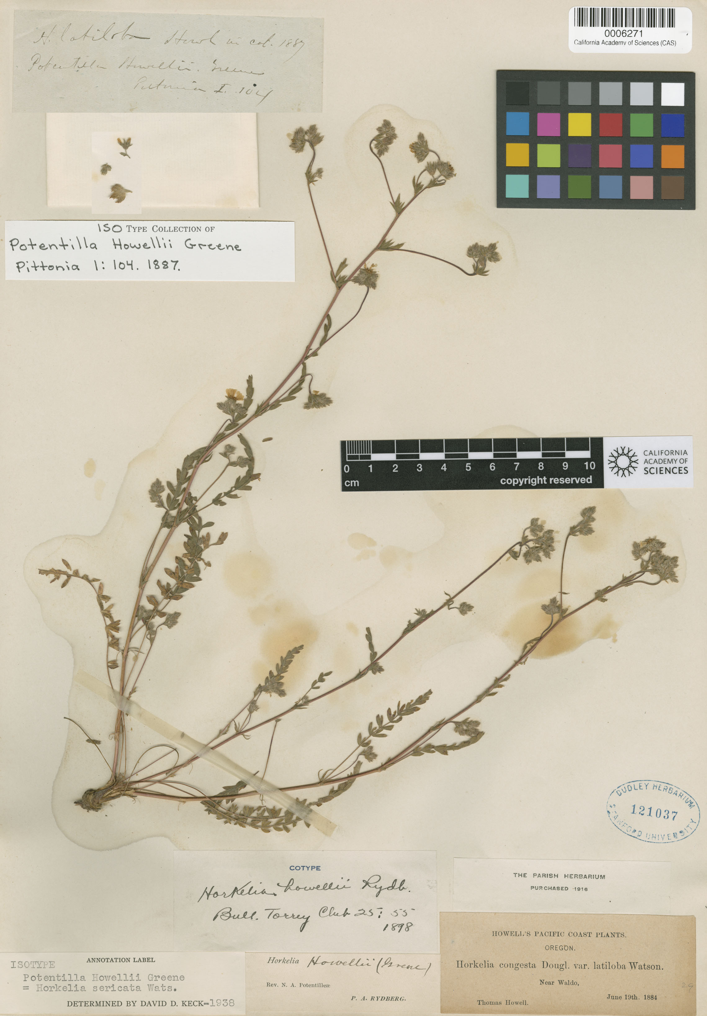 Horkelia howellii image