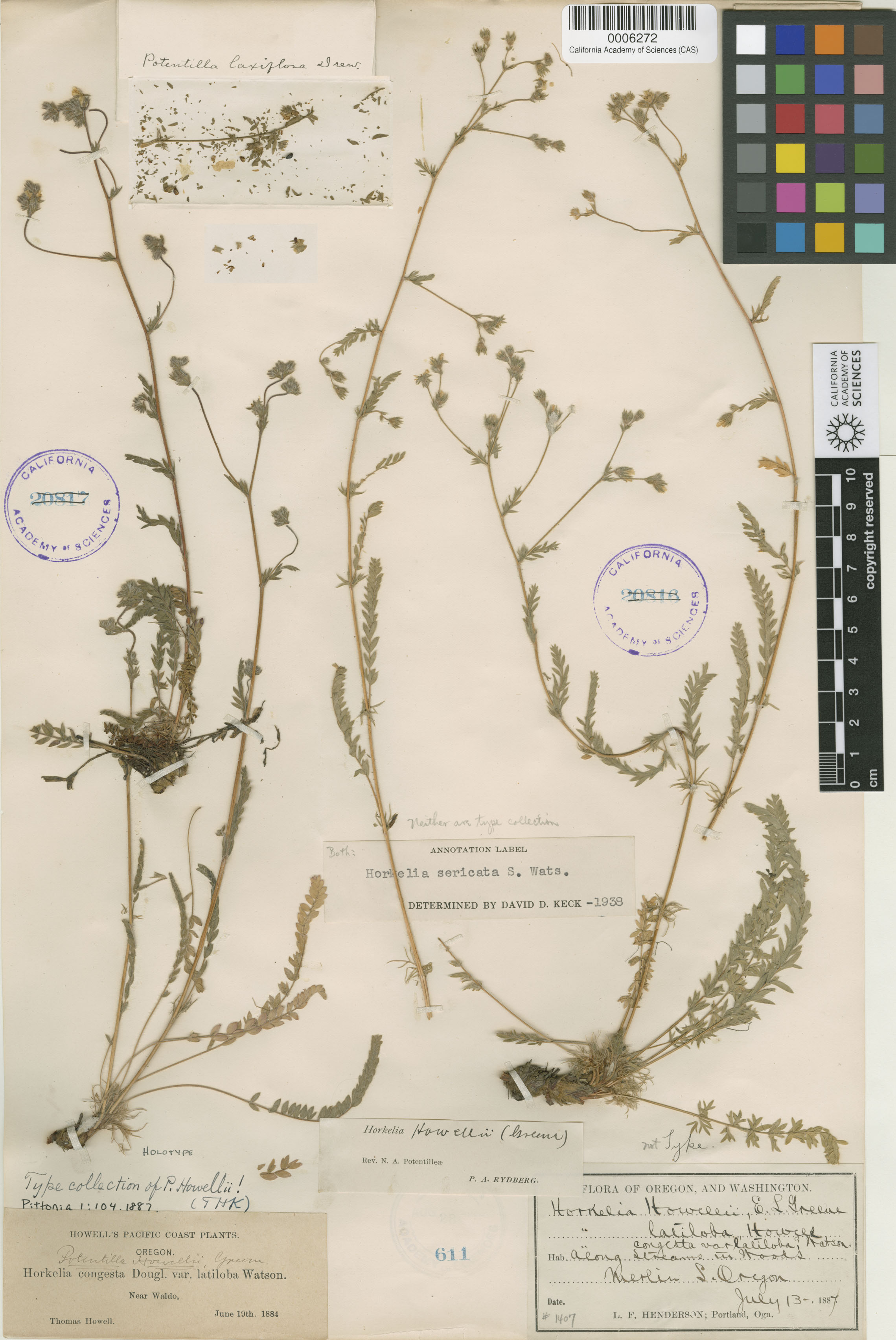 Horkelia howellii image