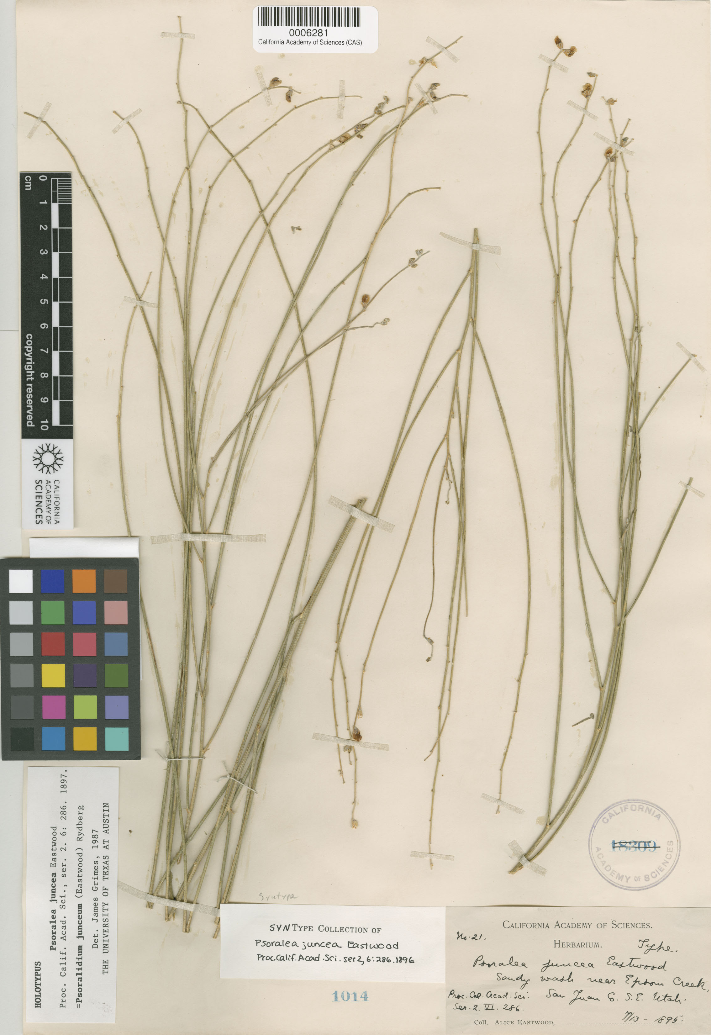 Psoralidium junceum image