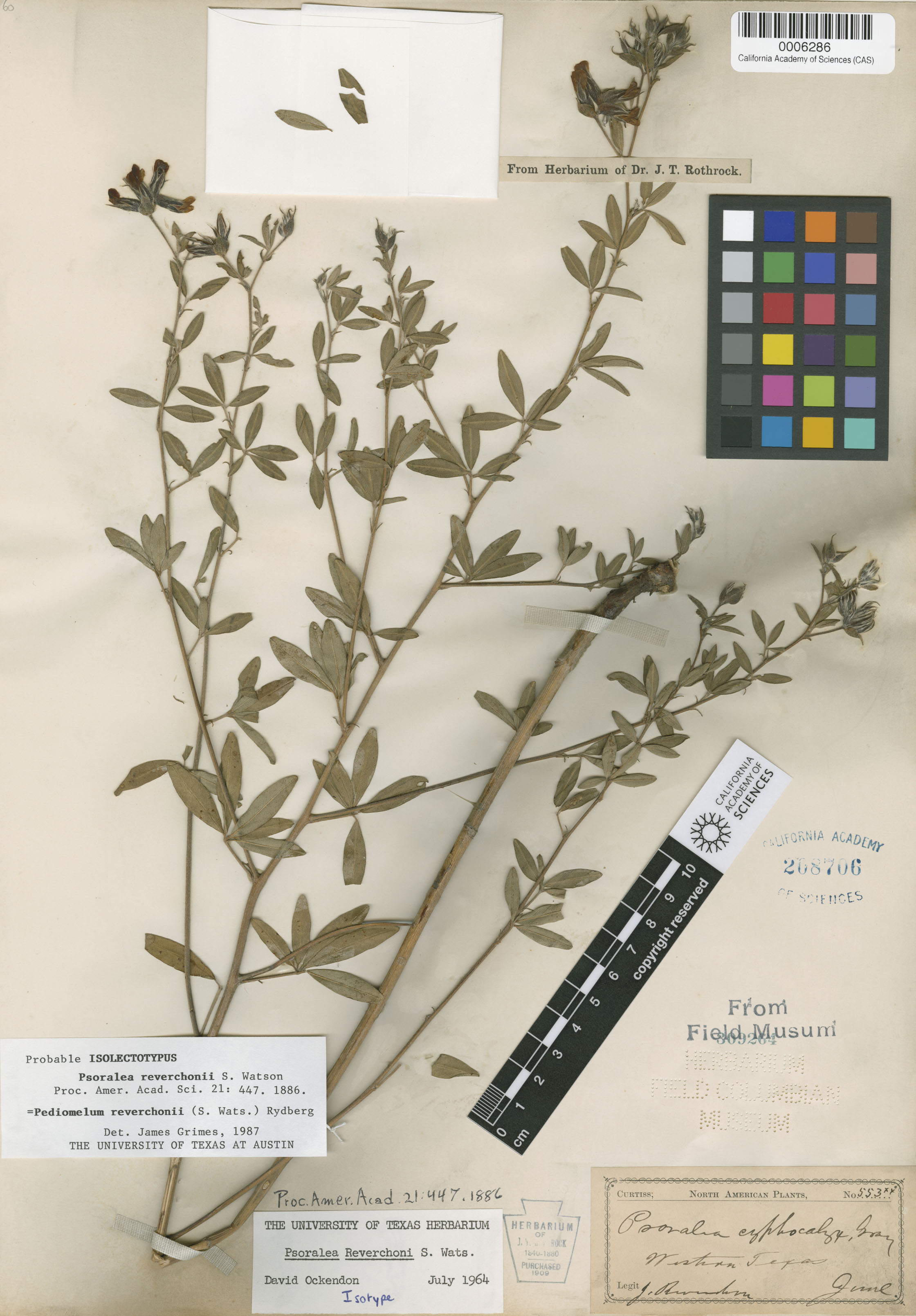 Pediomelum reverchonii image