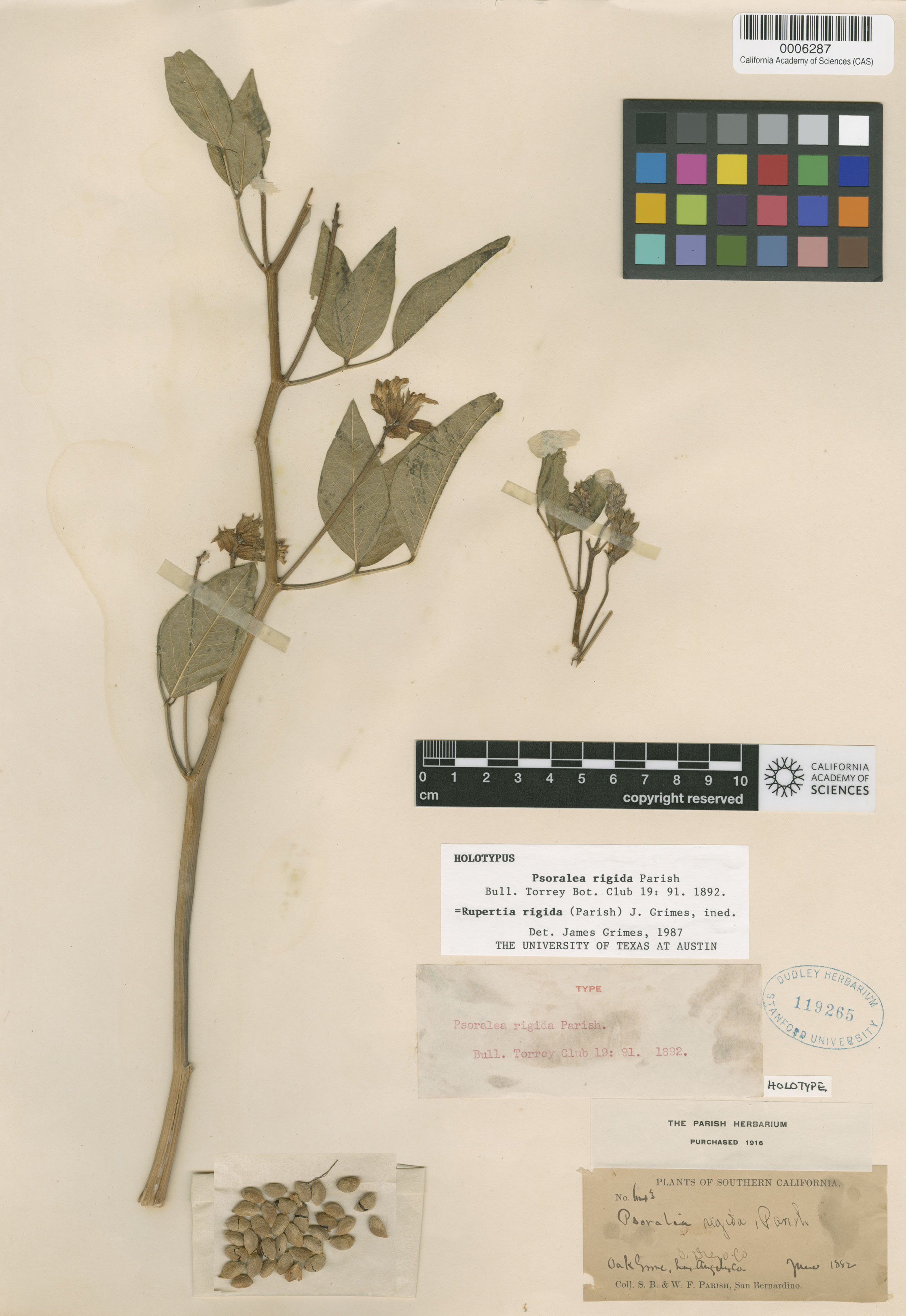 Rupertia rigida image