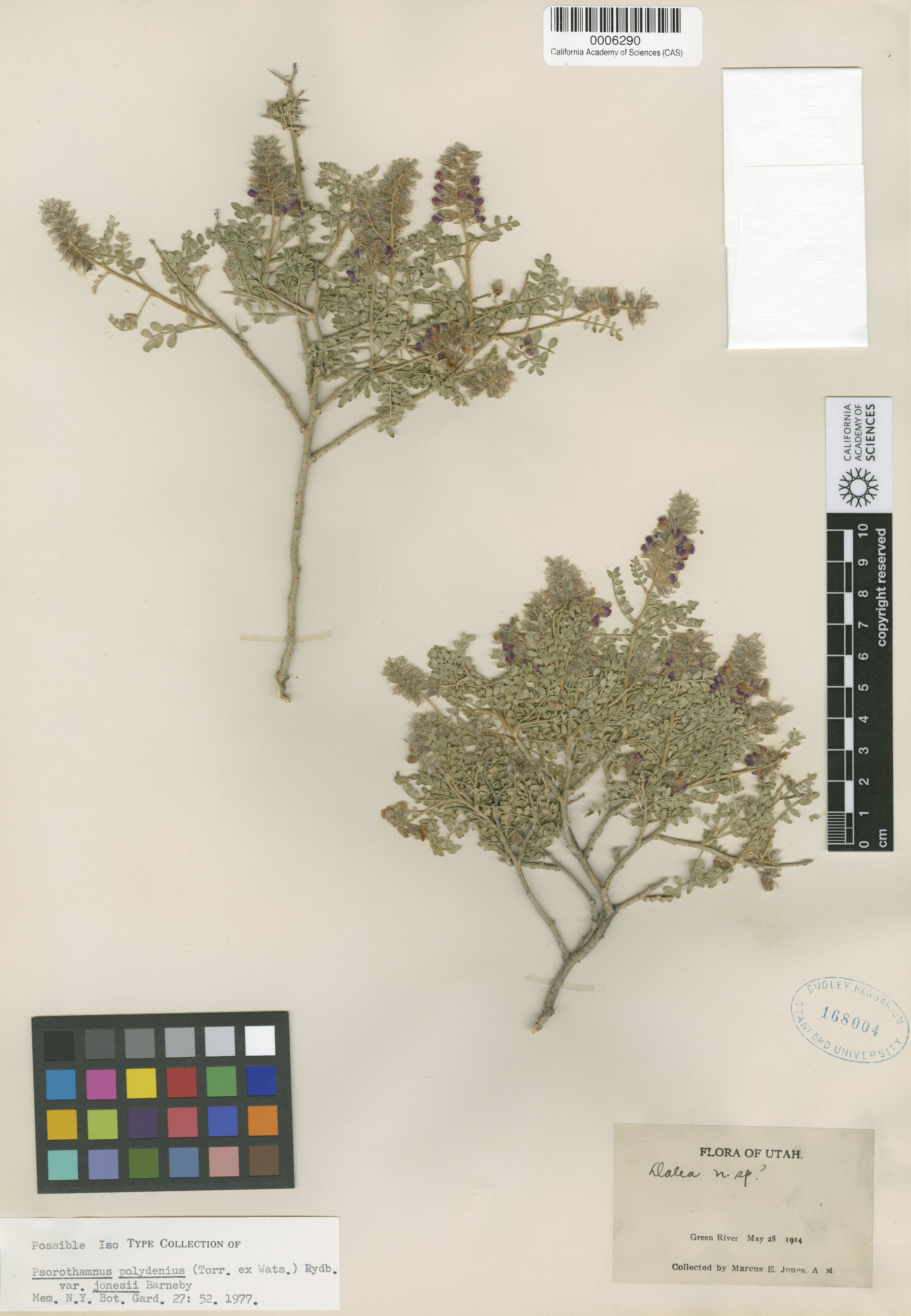 Psorothamnus polydenius var. jonesii image