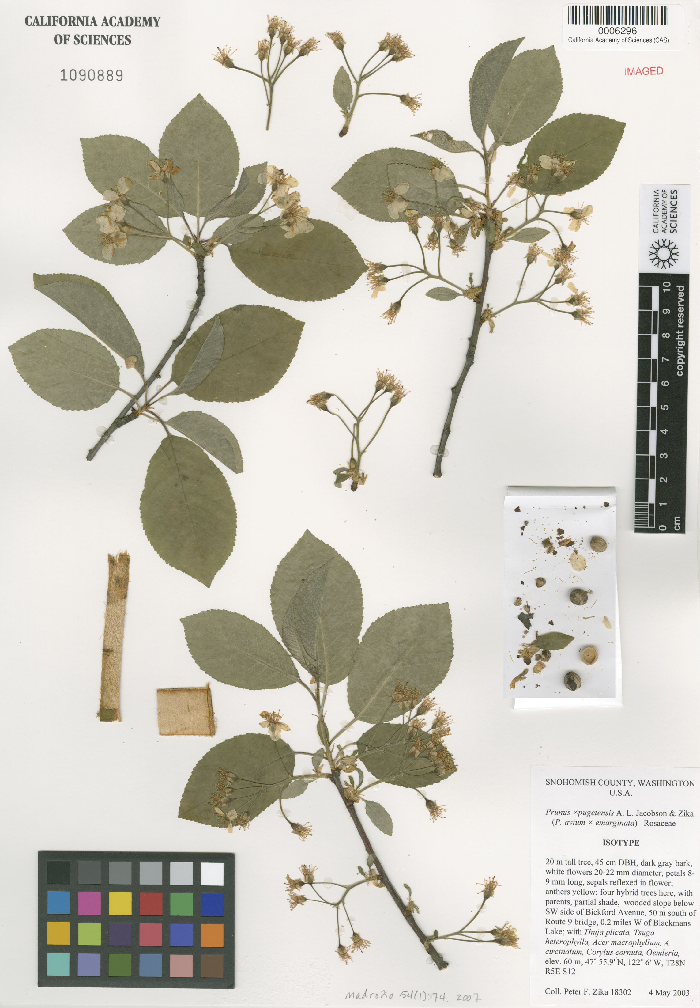 Prunus X pugetensis image