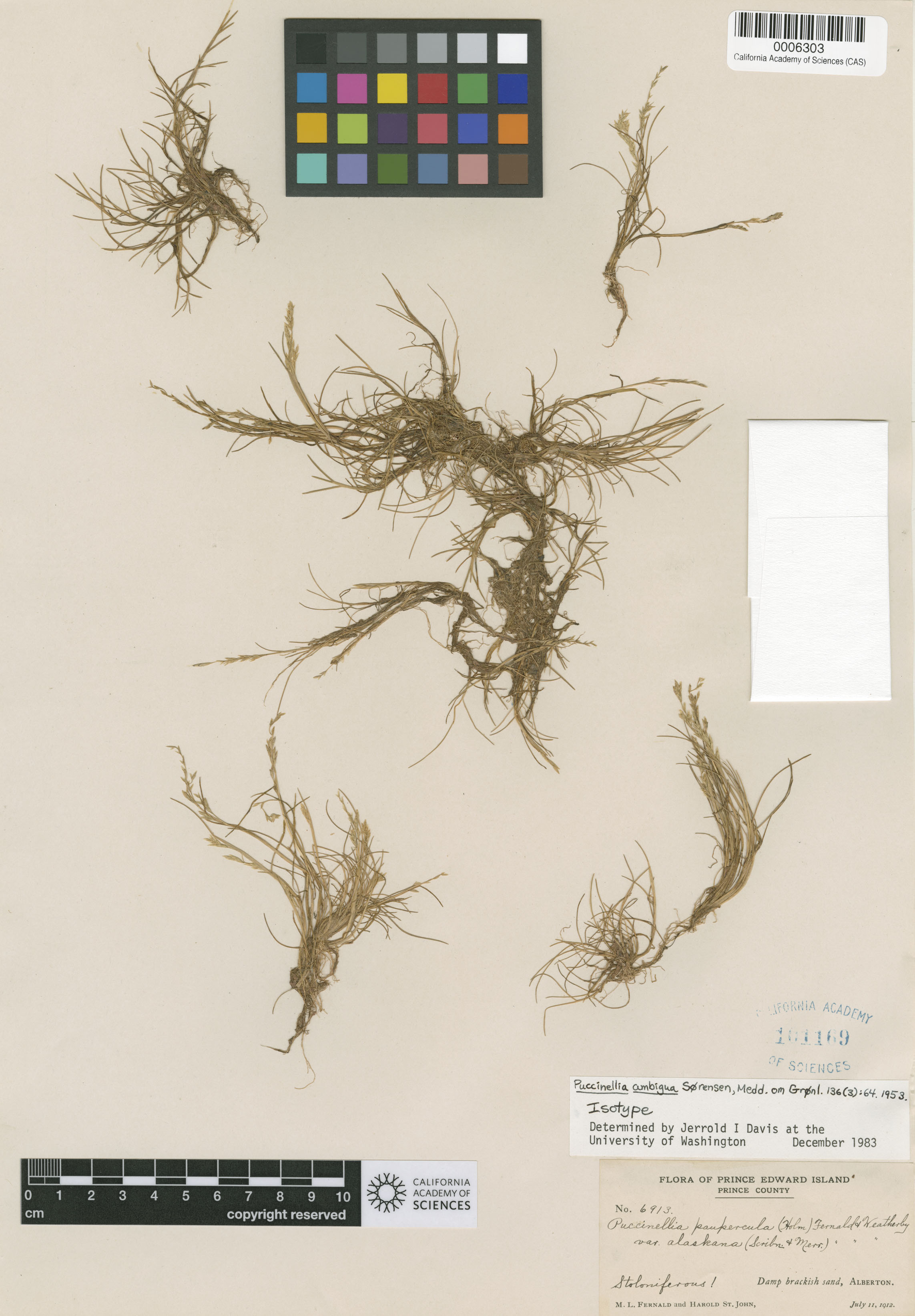 Puccinellia phryganodes image