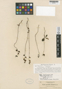 Pyrola picta image