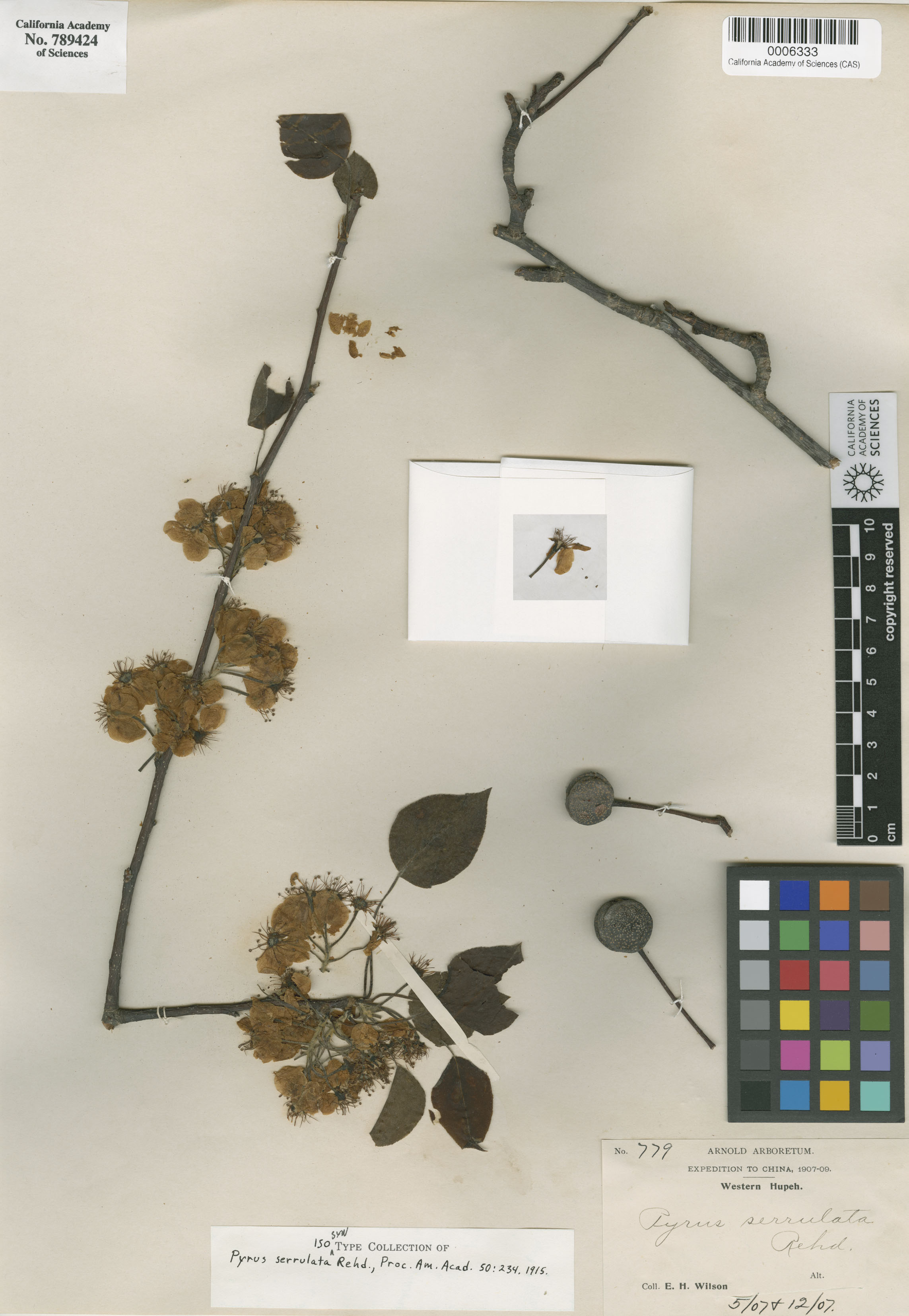 Pyrus serrulata image