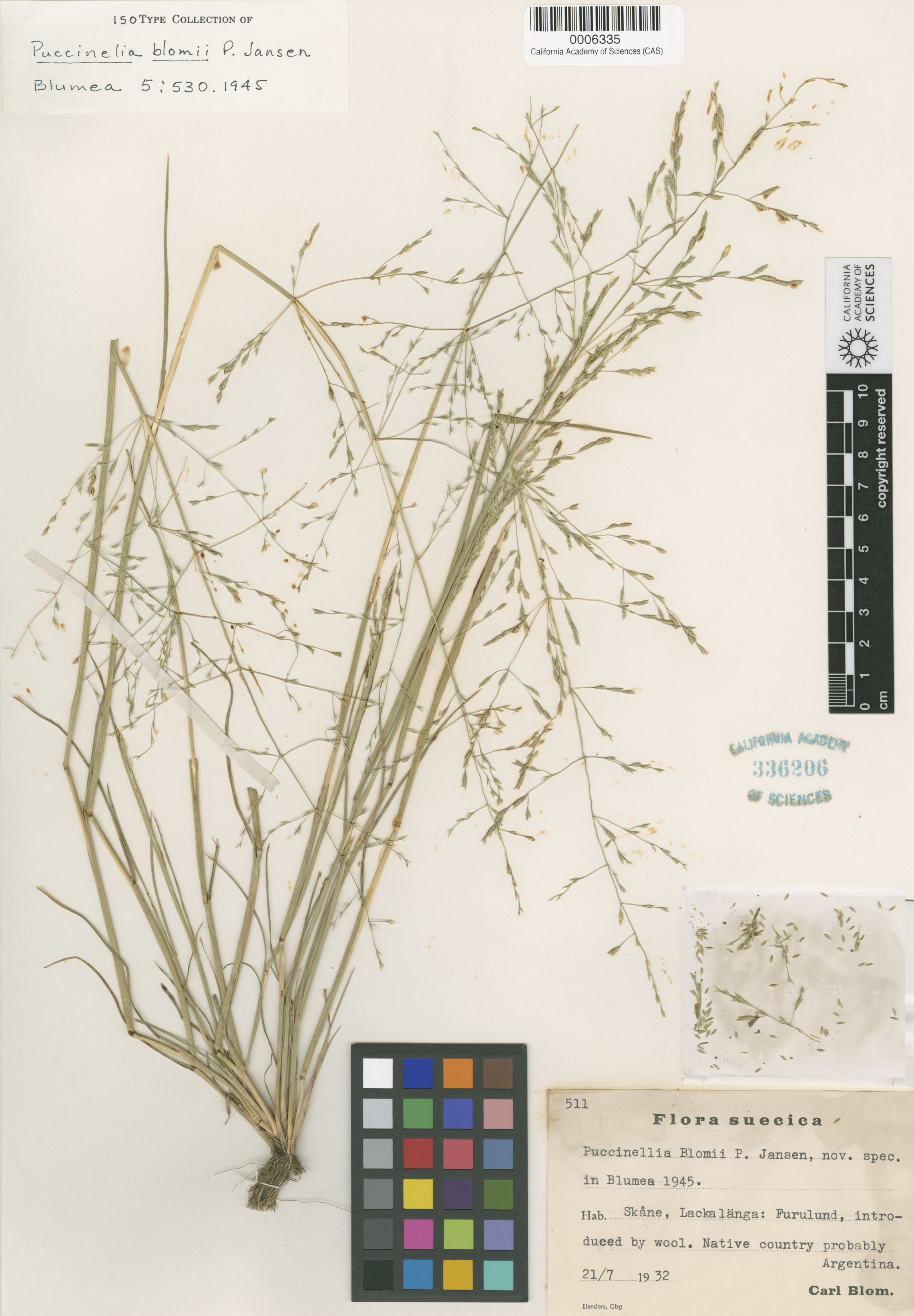 Puccinellia mendozina image