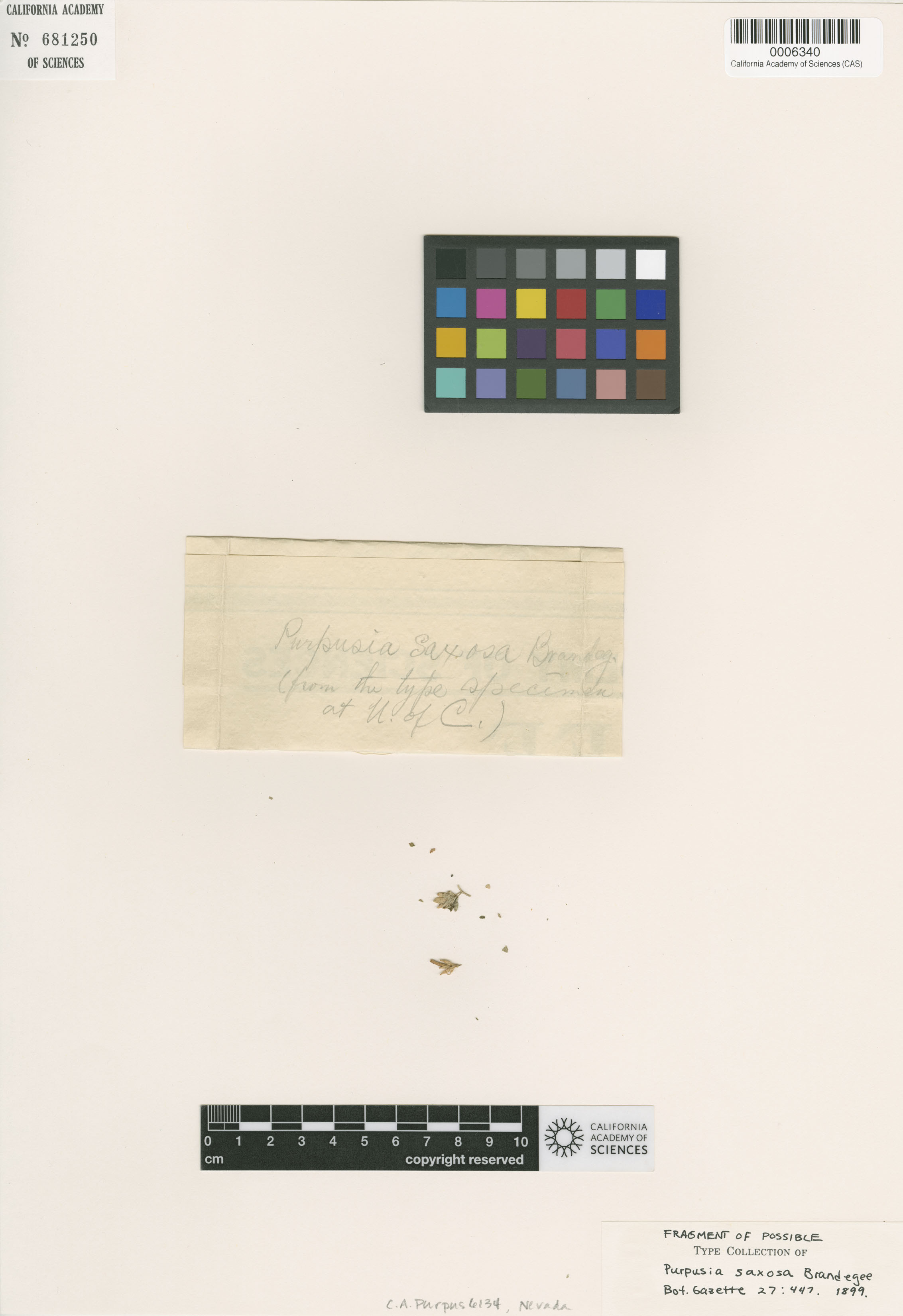 Ivesia arizonica var. saxosa image