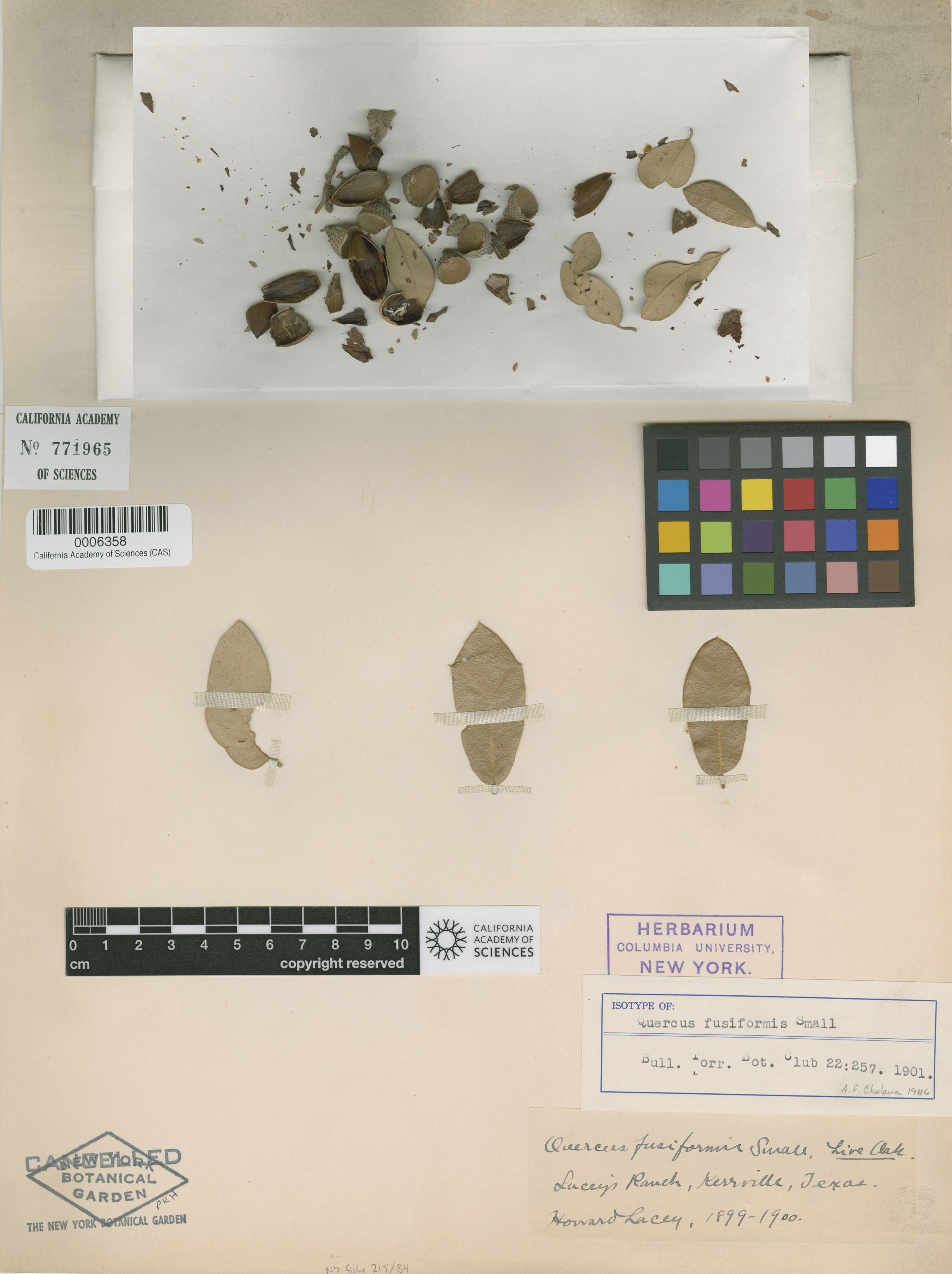 Quercus fusiformis image