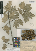 Quercus X ganderi image